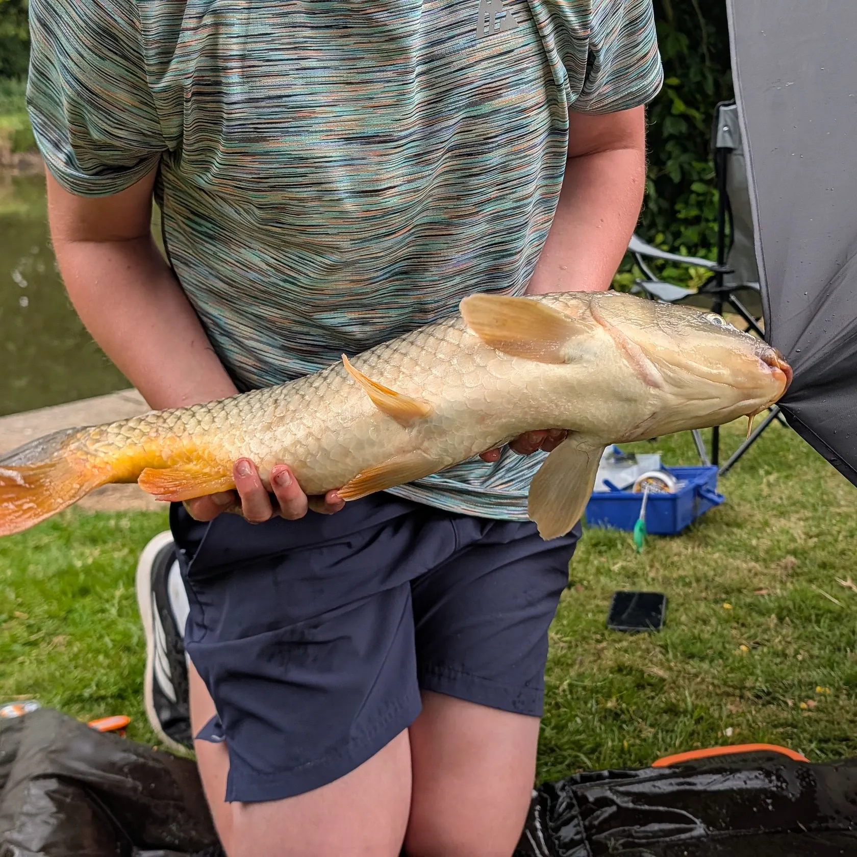 Common carp caught on Fishbrain