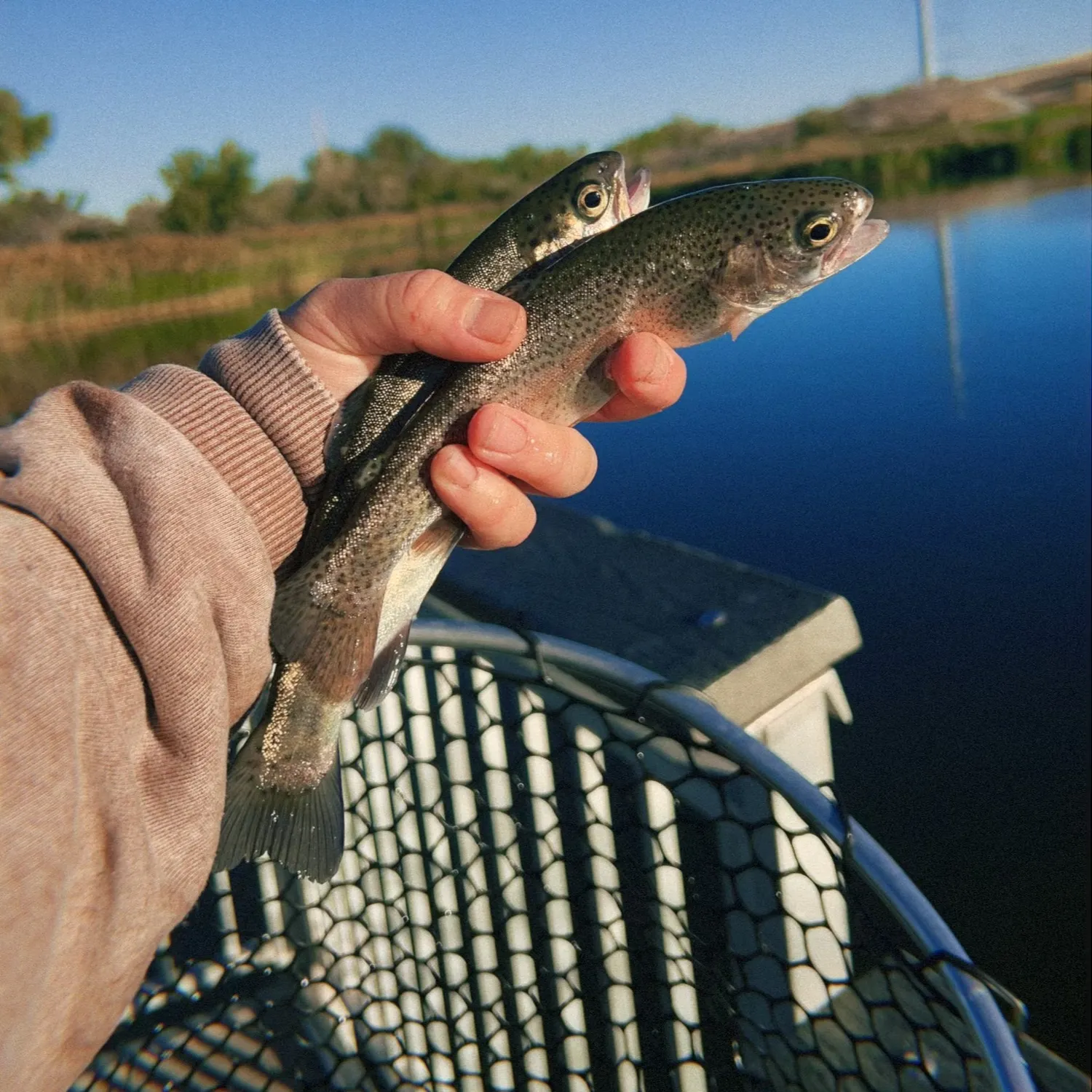 Rainbow trout caught on Fishbrain