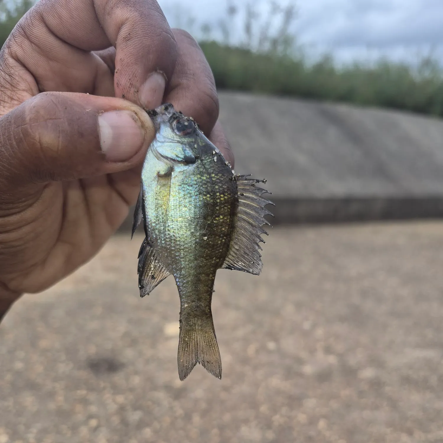 Bluegill caught on Fishbrain
