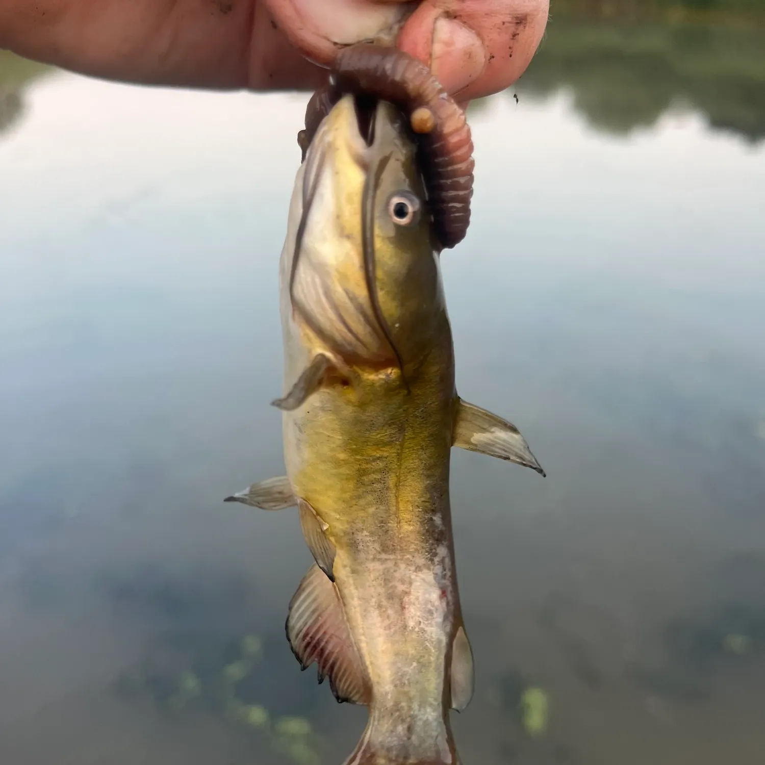 Yellow bullhead caught on Fishbrain
