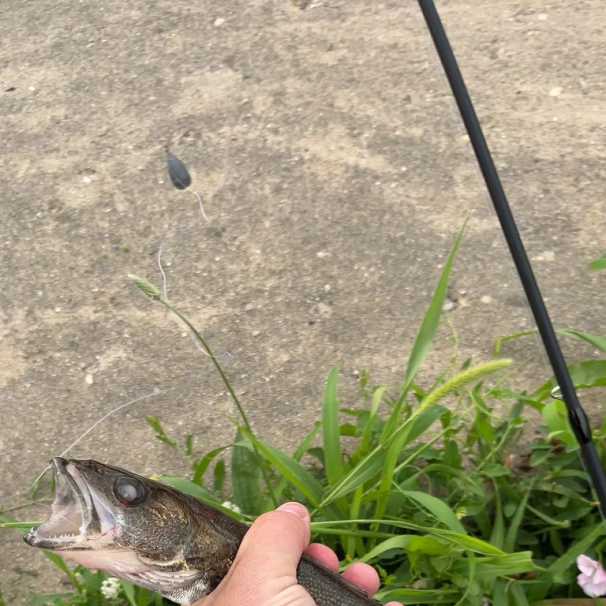 The most recent Sauger catches on Fishbrain