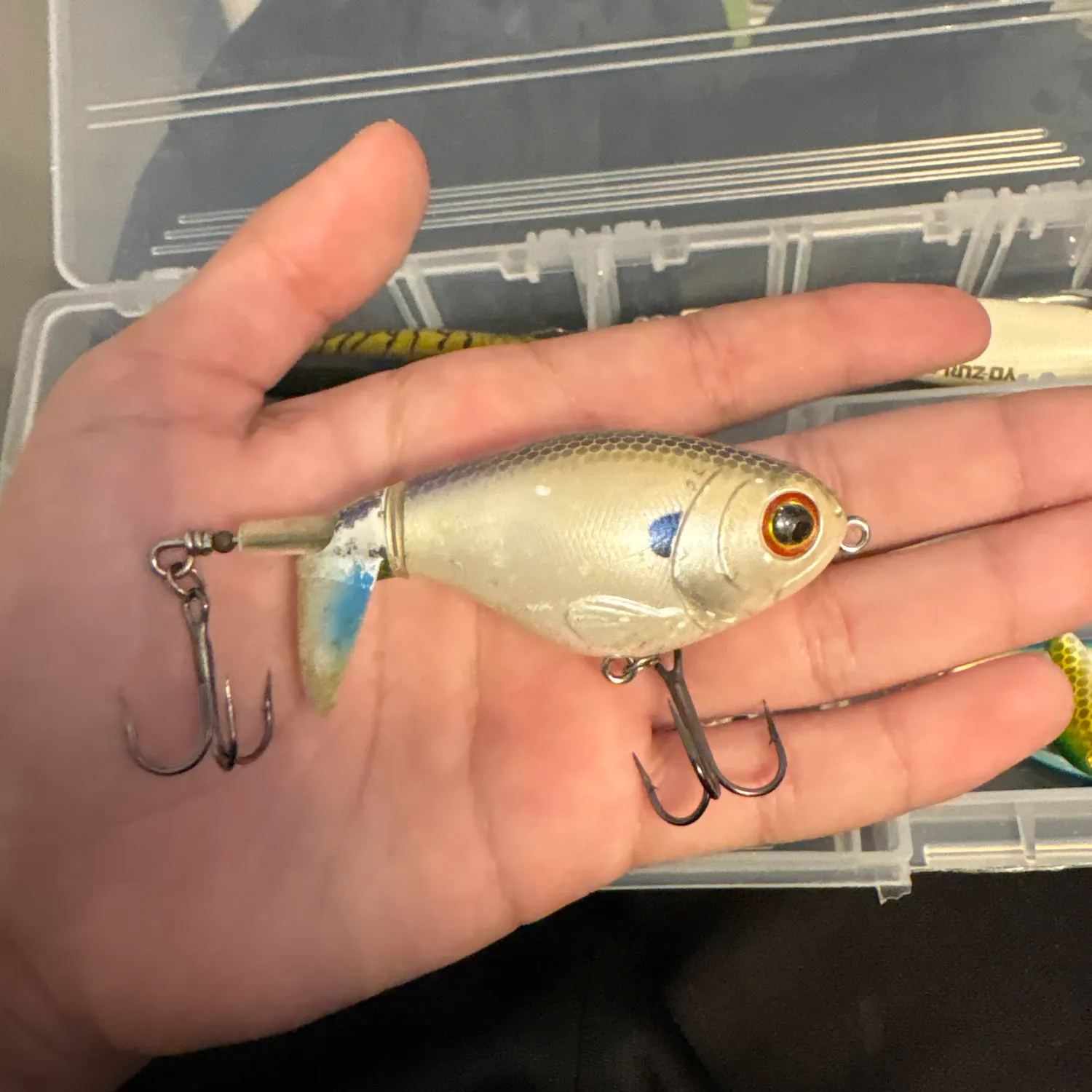 The most recent American shad catches on Fishbrain