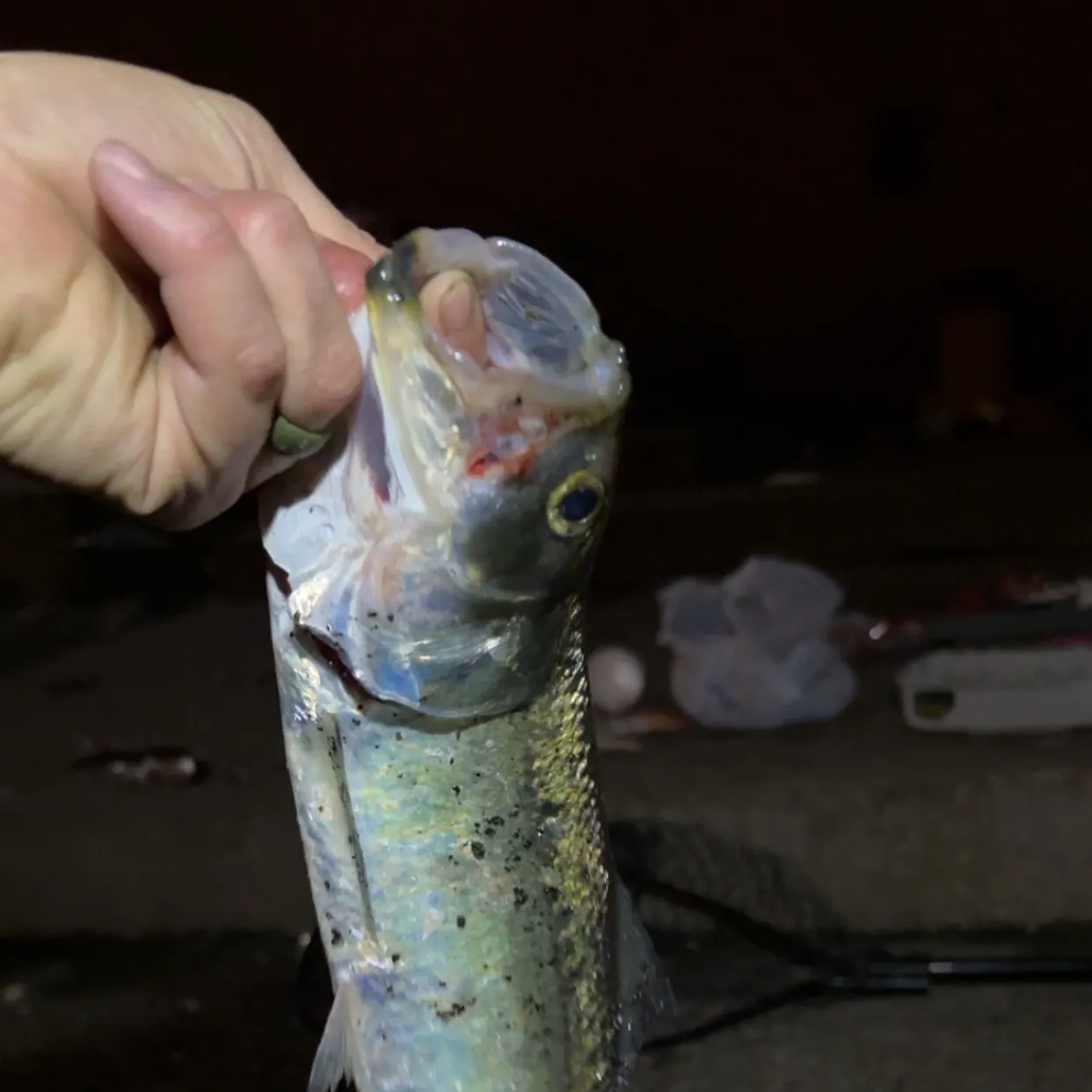 The most recent Skipjack herring catches on Fishbrain