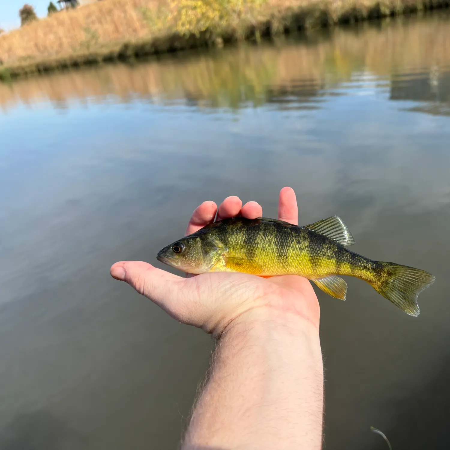 Yellow perch caught on Fishbrain
