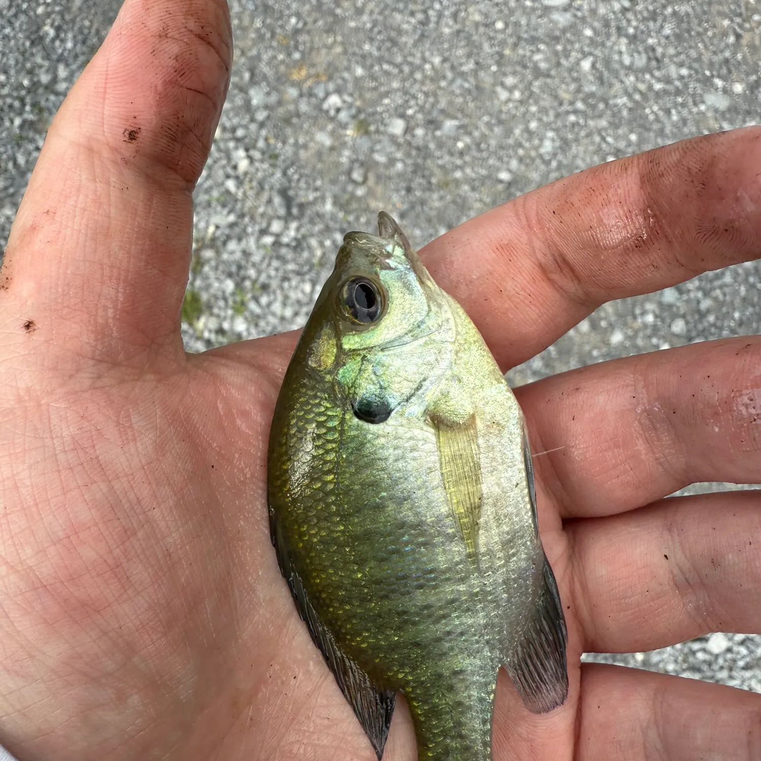 most liked catch image