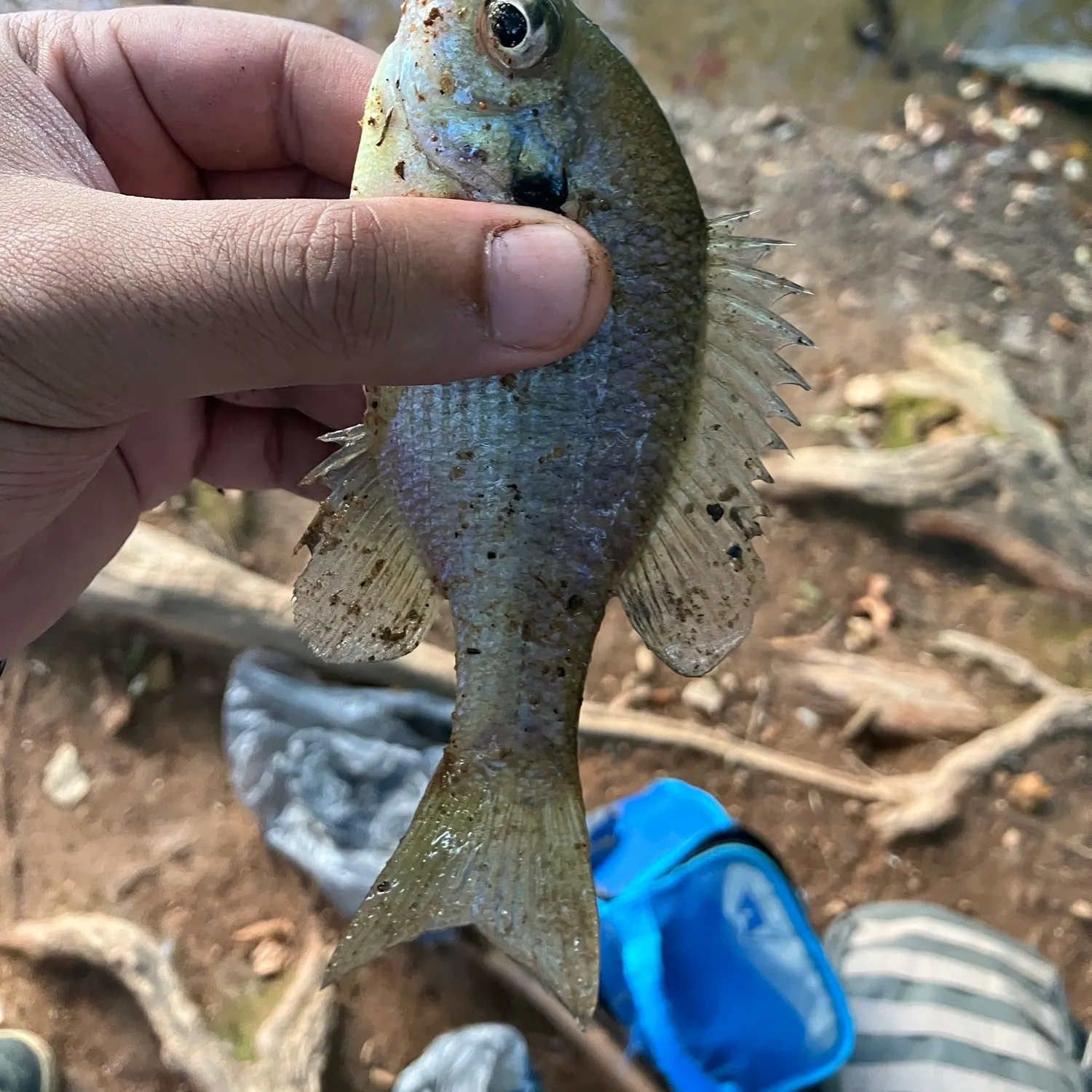 Bluegill caught on Fishbrain