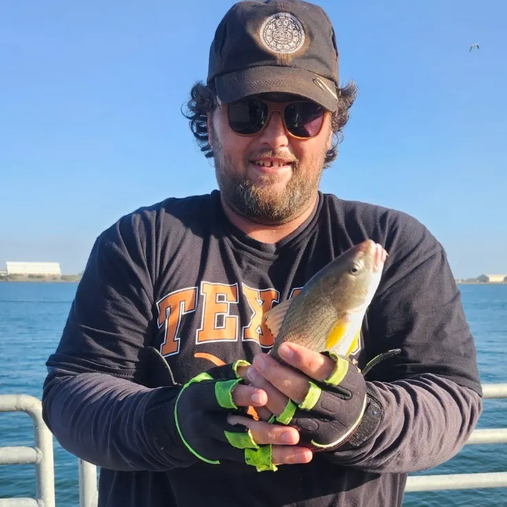 Yellowfin croaker caught on Fishbrain