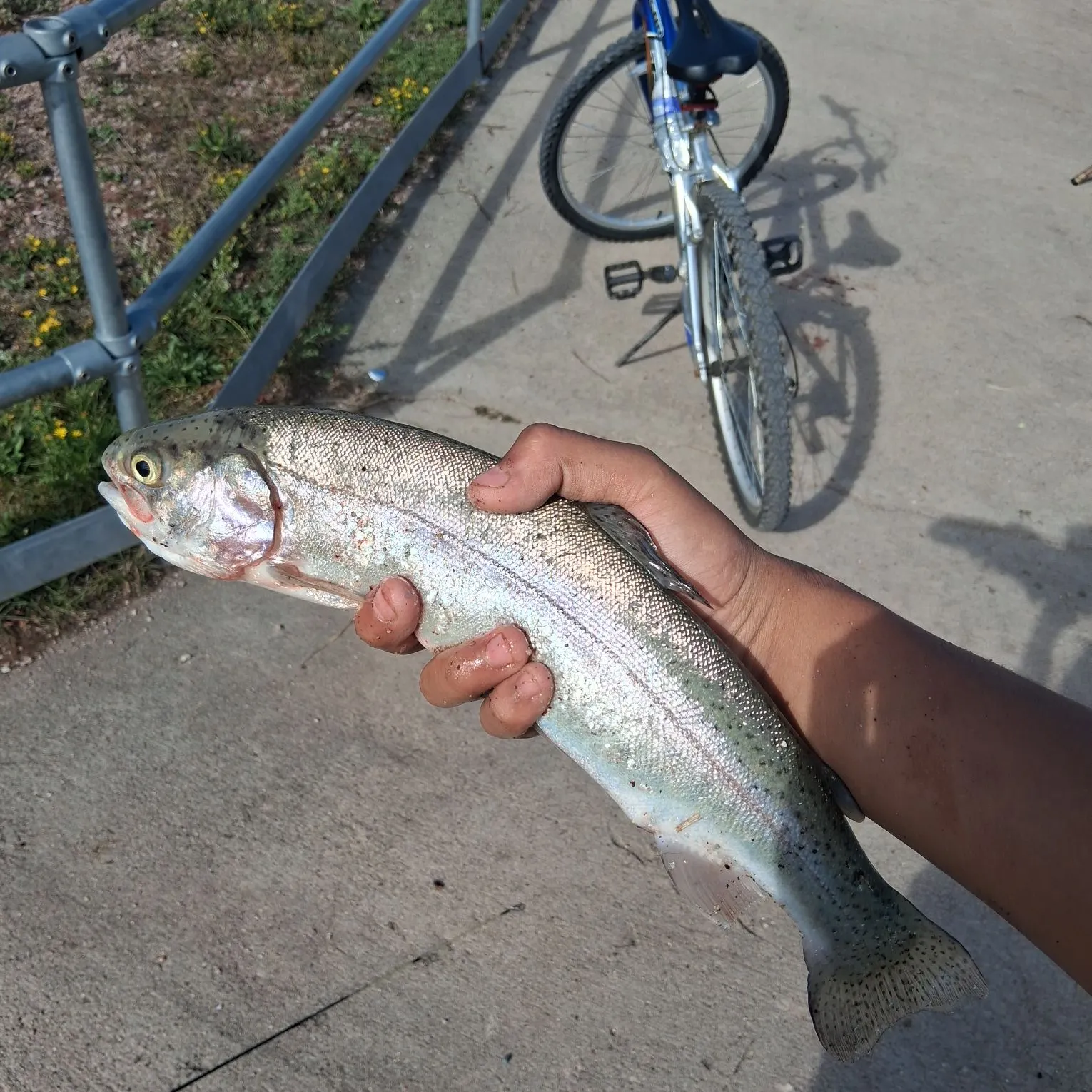 Rainbow trout caught on Fishbrain