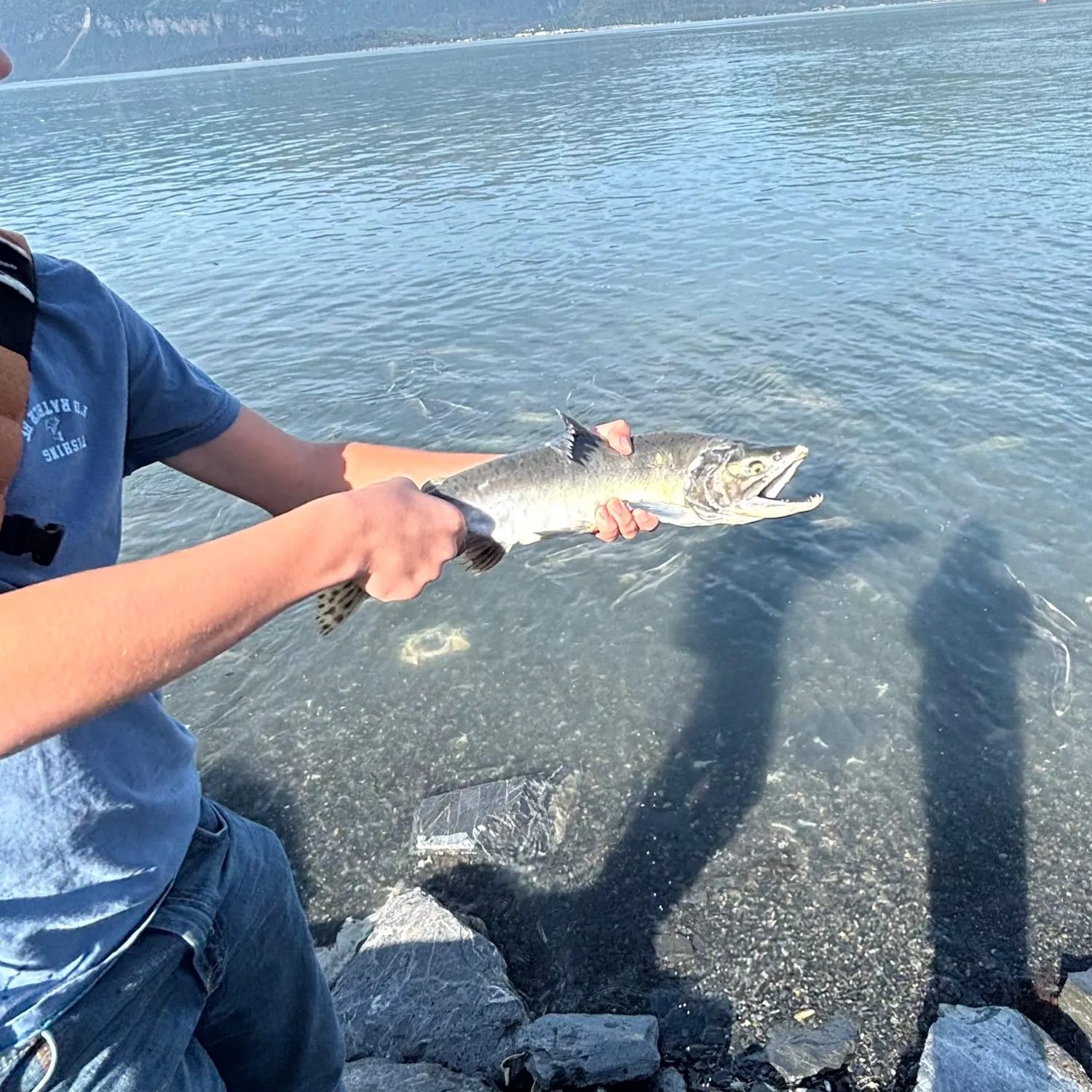 Pink salmon caught on Fishbrain