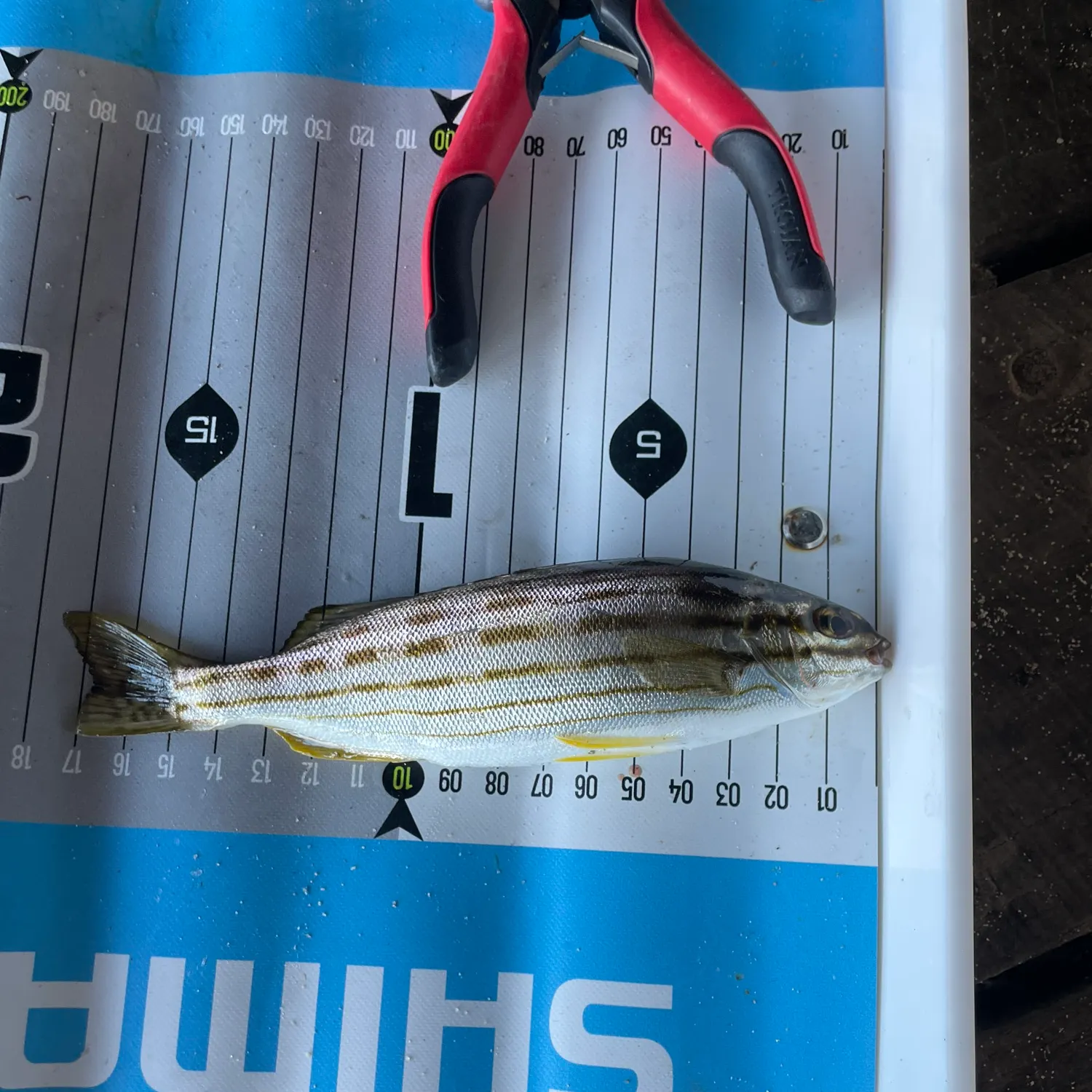 The most recent Western striped grunter catches on Fishbrain