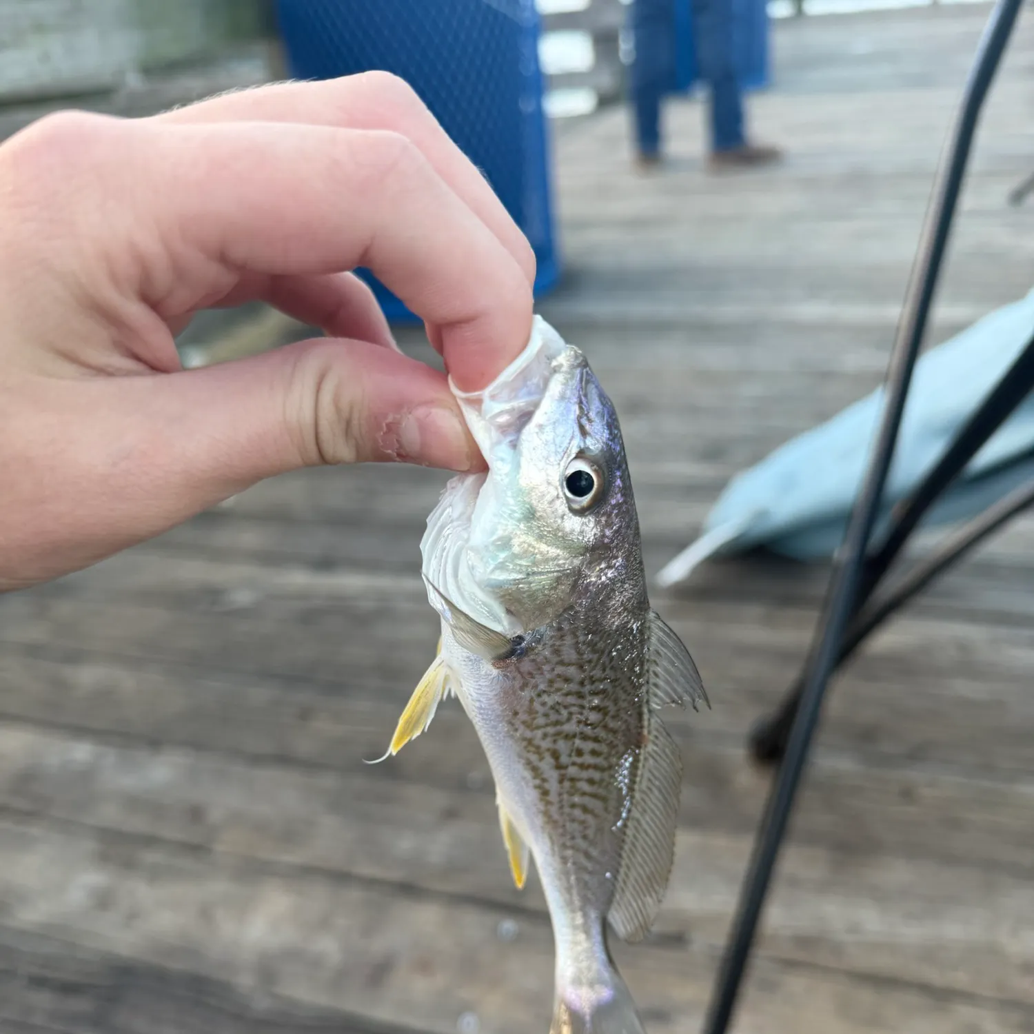Atlantic croaker caught on Fishbrain