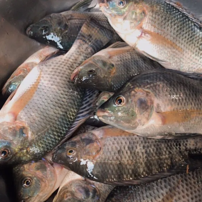 The most recent Redbreast tilapia catches on Fishbrain