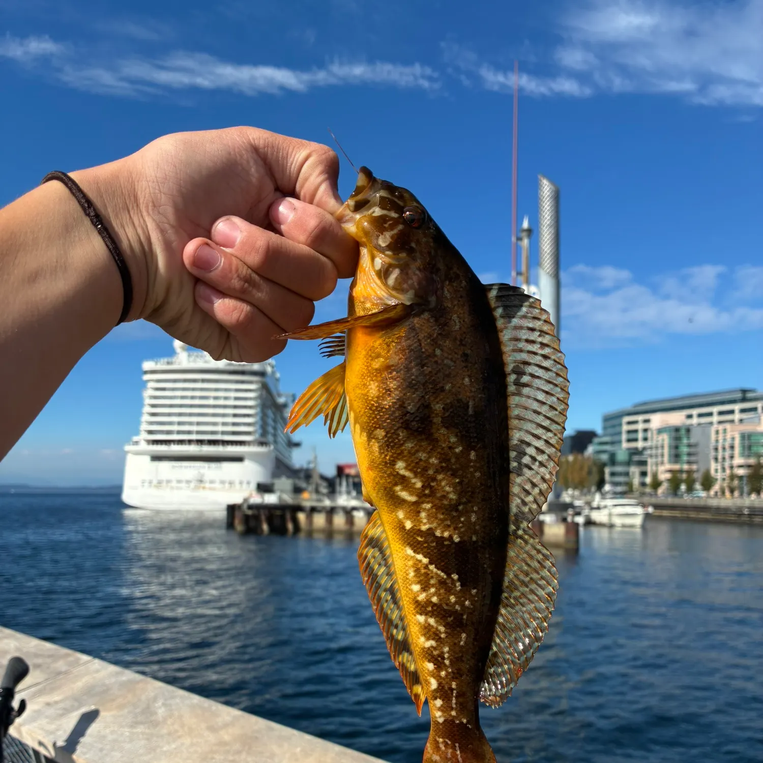 The most recent Whitespotted greenling catches on Fishbrain