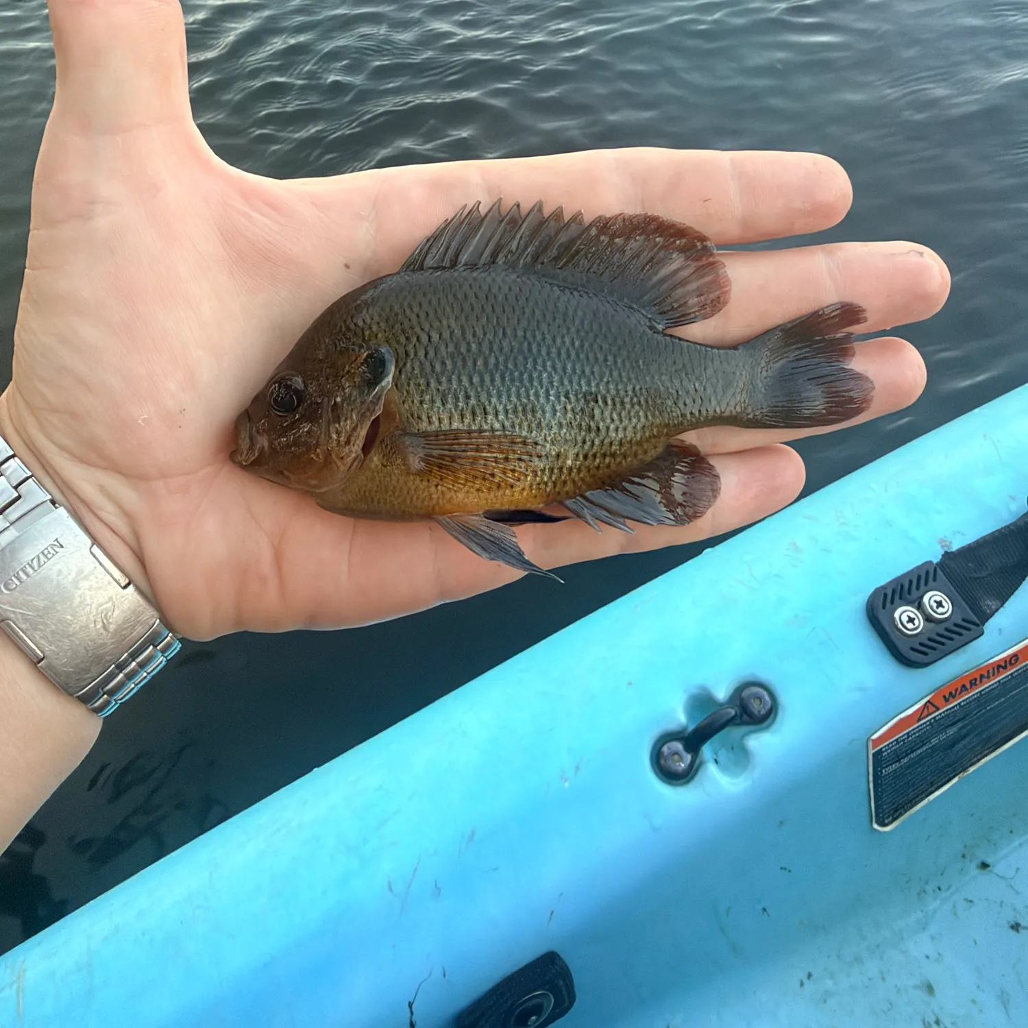 Spotted sunfish caught on Fishbrain