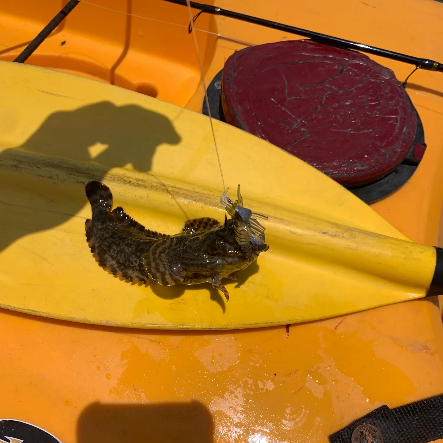 Oyster toadfish caught on Fishbrain