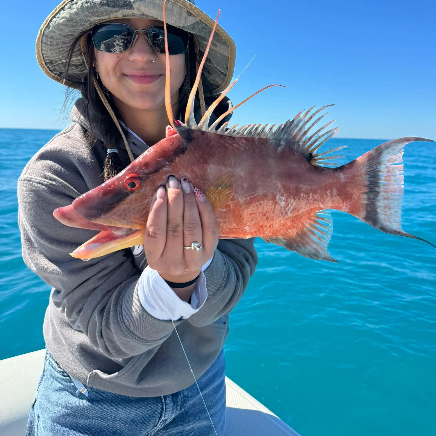 The most recent Hogfish catches on Fishbrain