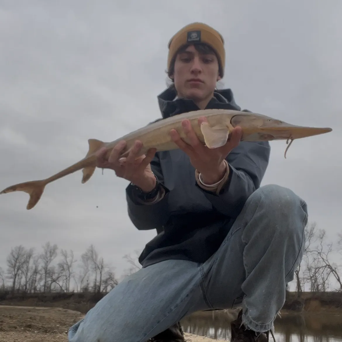The most recent Shovelnose sturgeon catches on Fishbrain