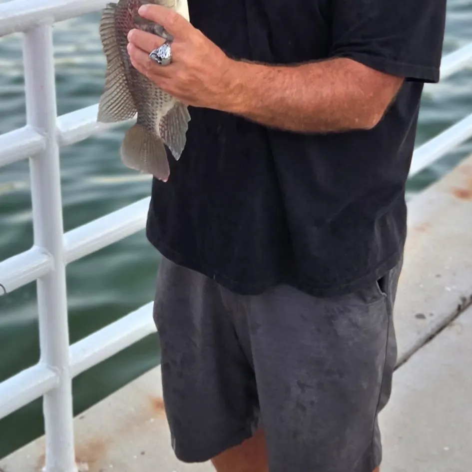 Nile tilapia caught on Fishbrain