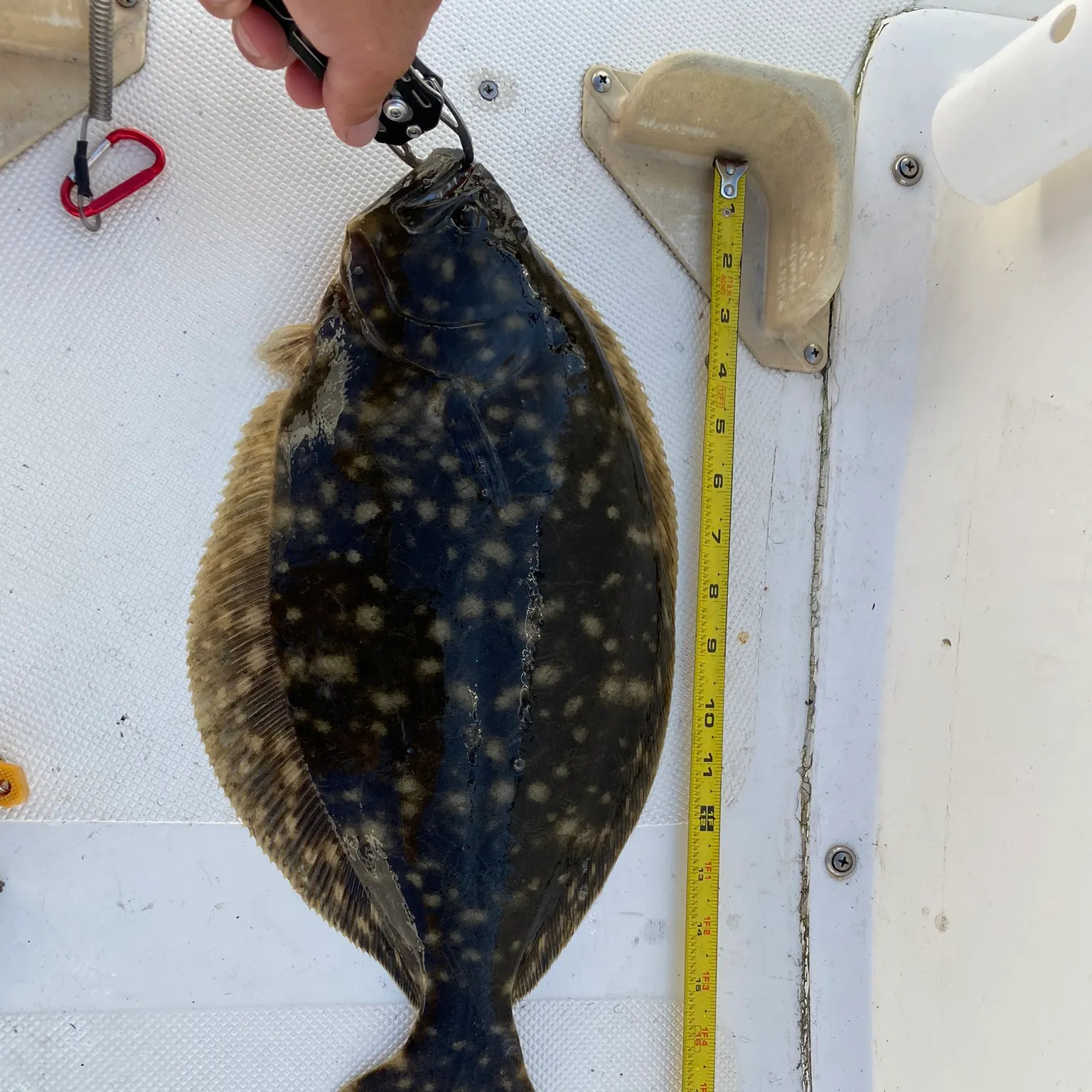 The most recent Summer flounder catches on Fishbrain