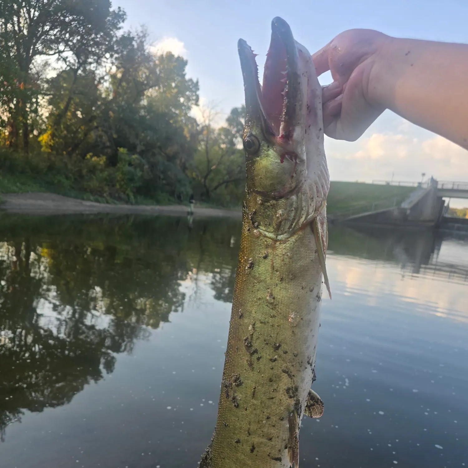 The most recent Muskie catches on Fishbrain