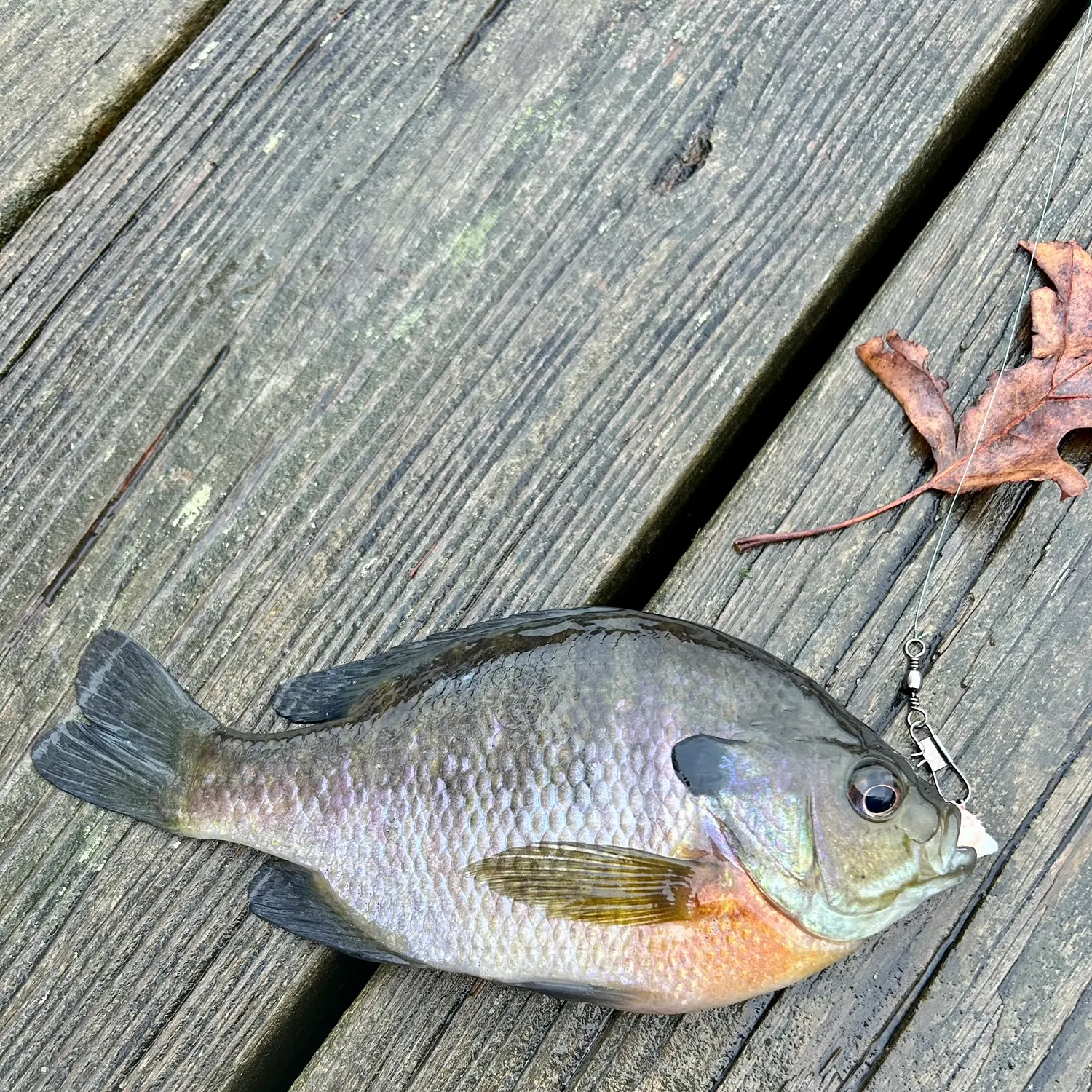 recently logged catches