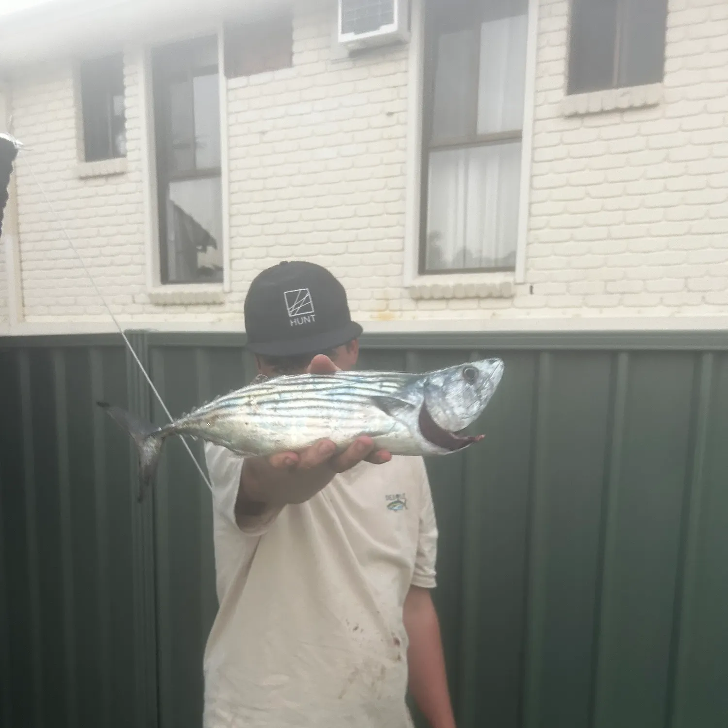 The most recent Australian bonito catches on Fishbrain