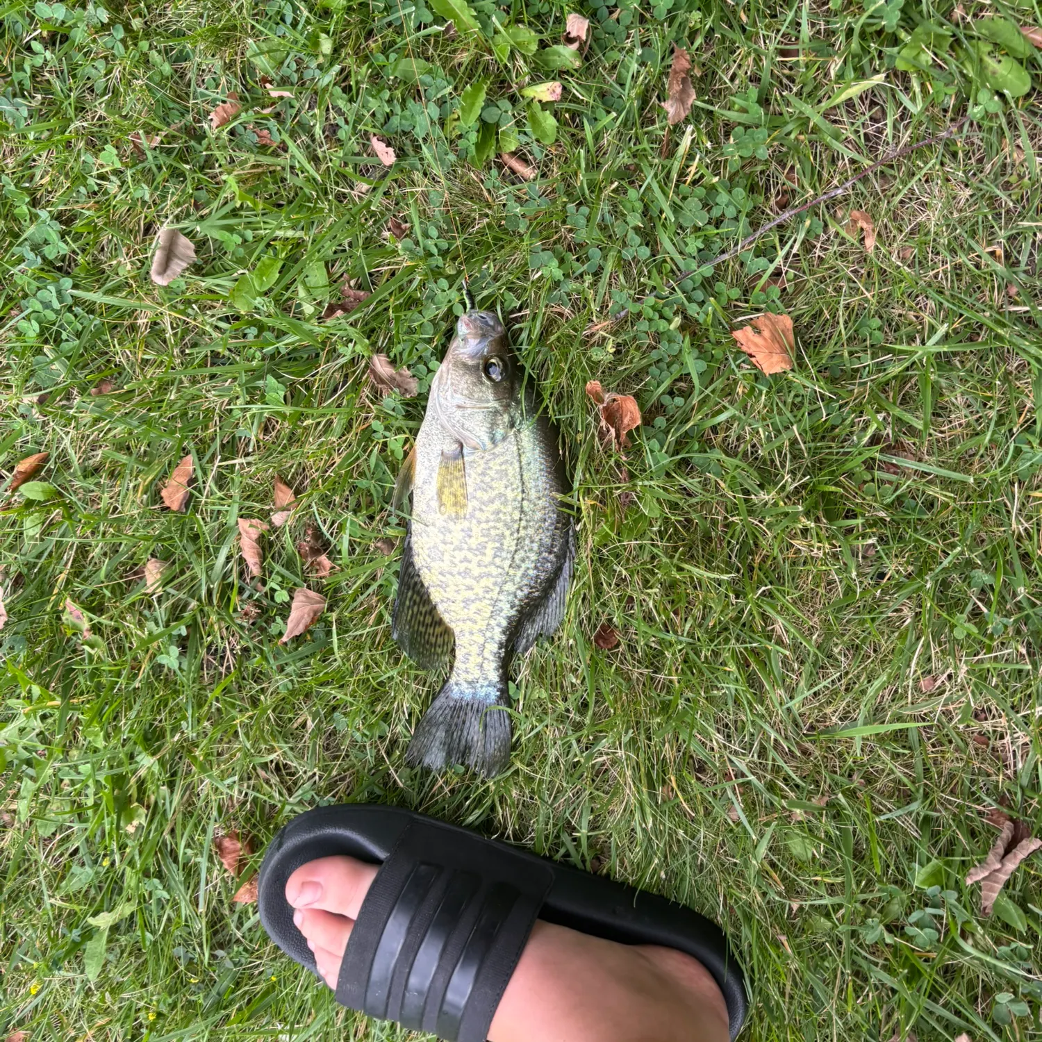 Black crappie caught on Fishbrain