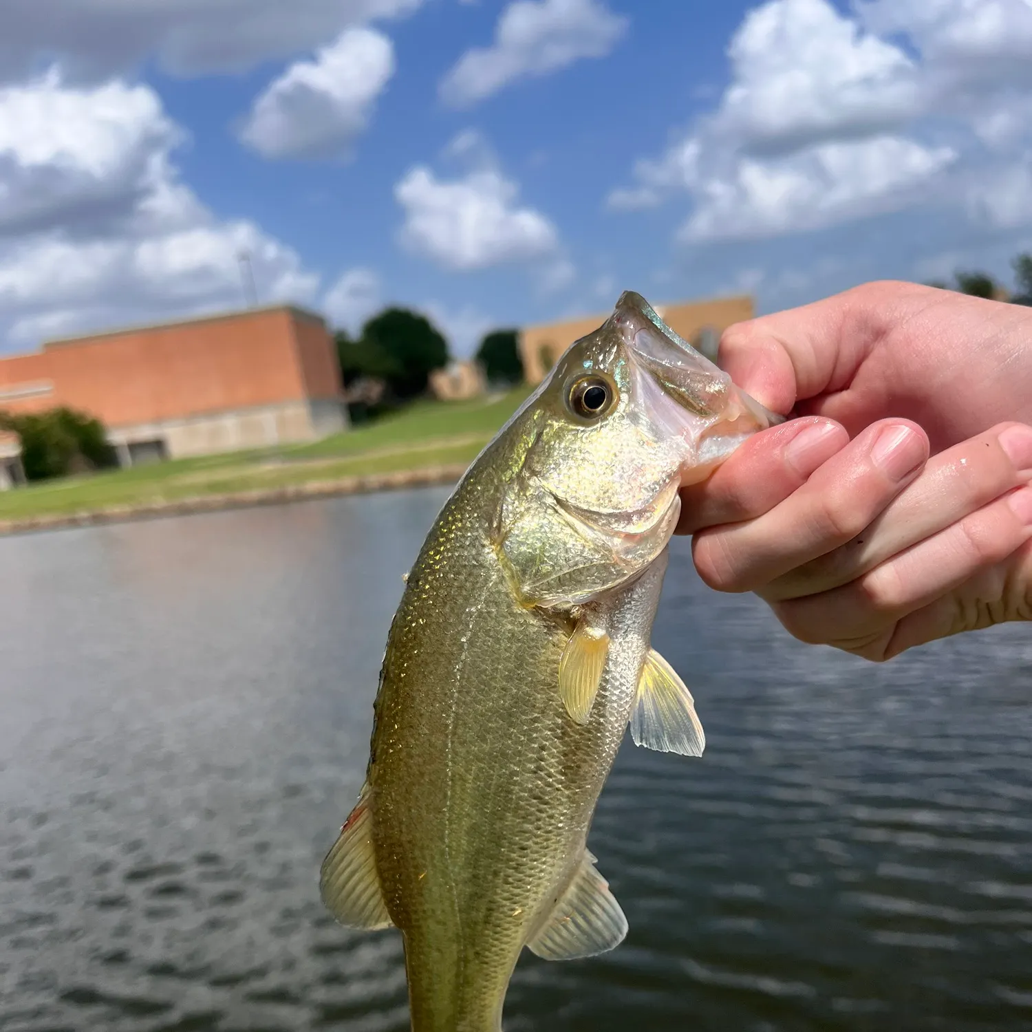 angler catch
