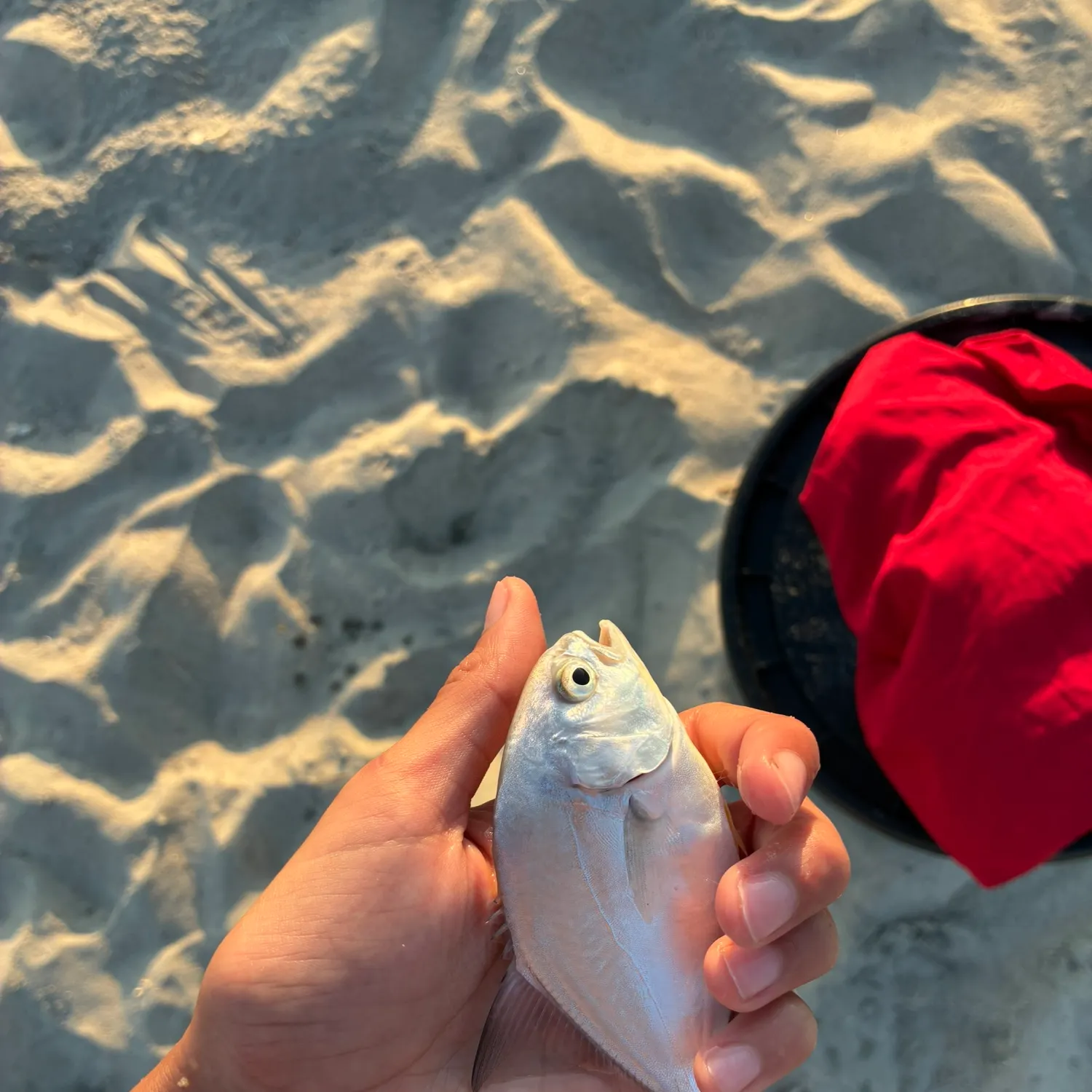 The most recent Palometa catches on Fishbrain