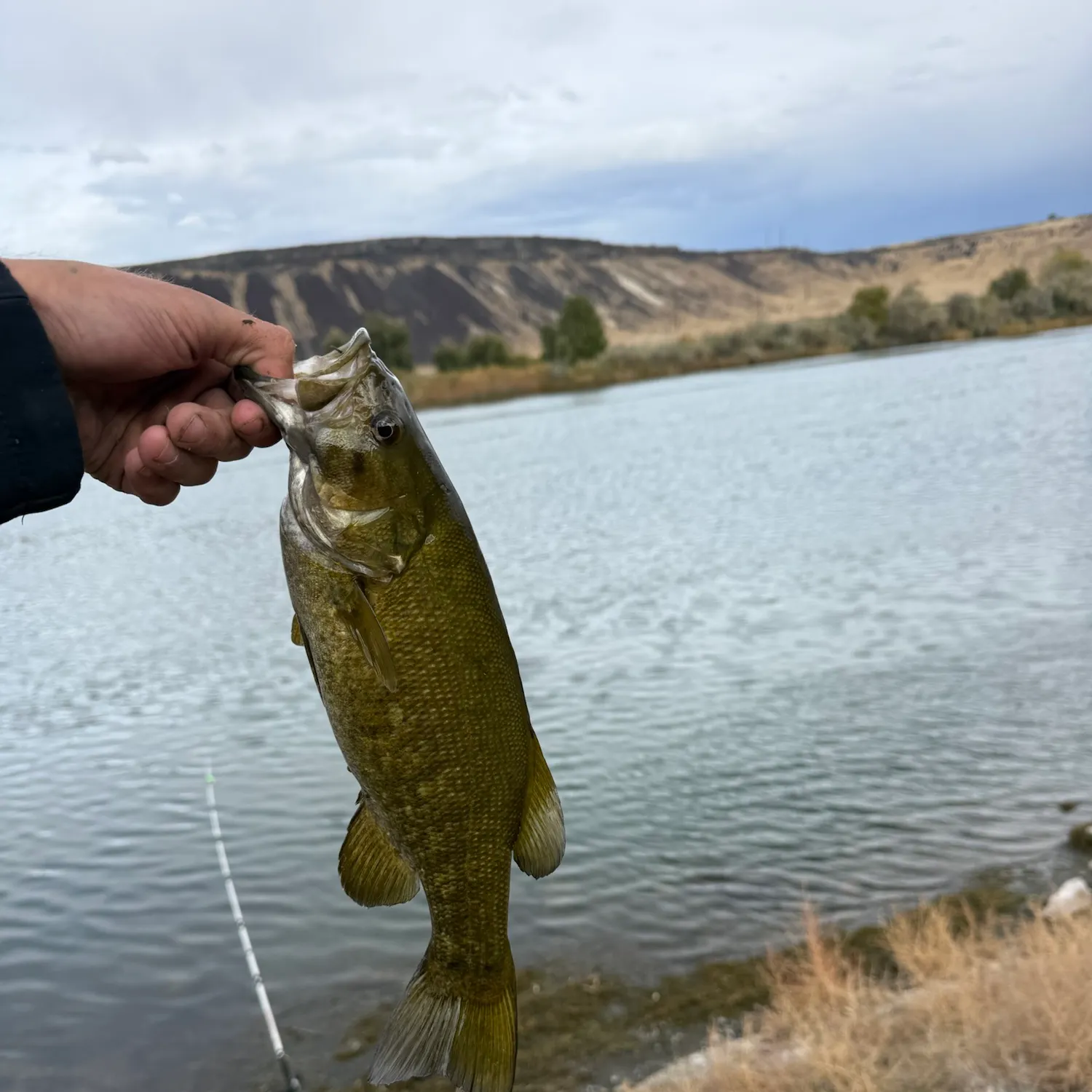 Smallmouth bass caught on Fishbrain