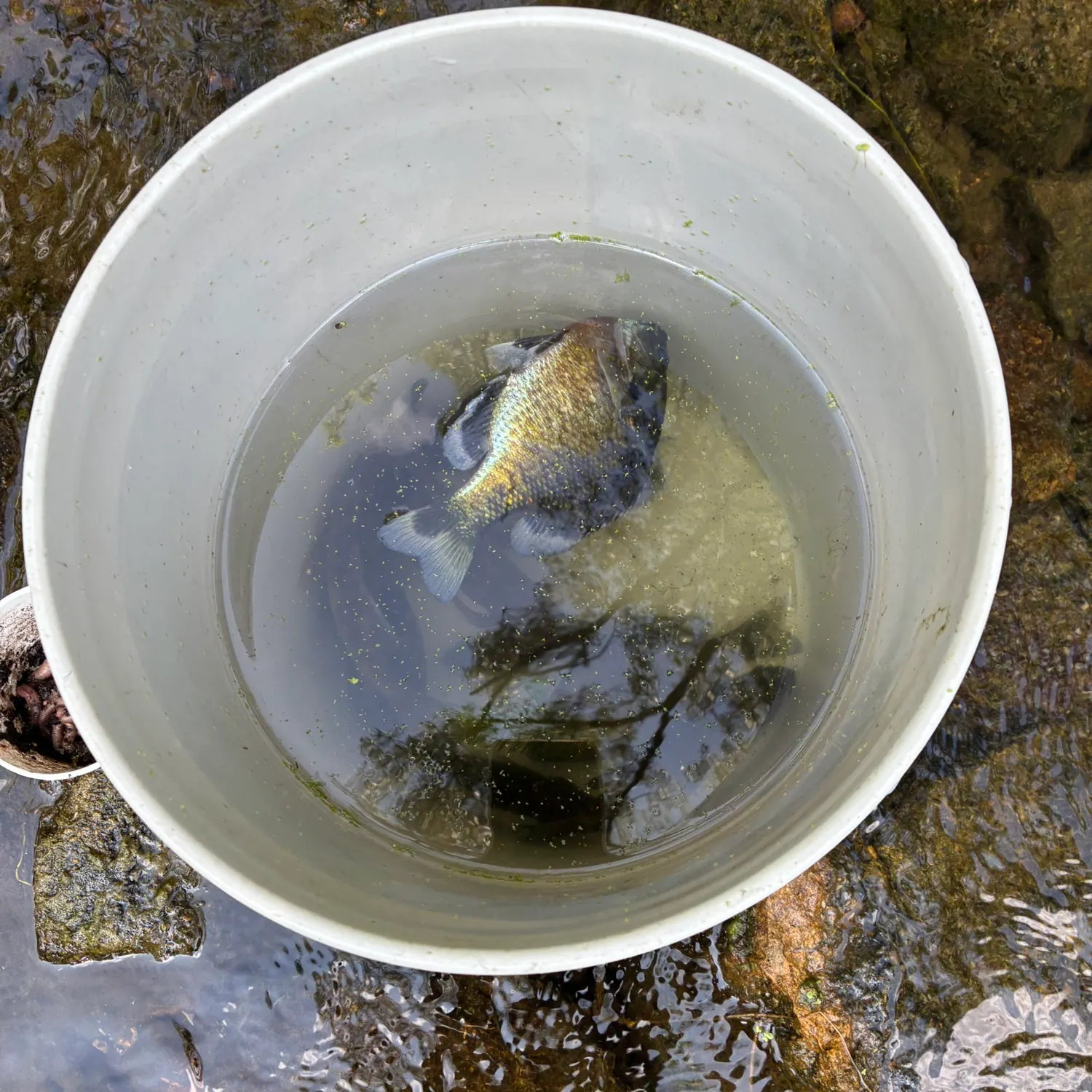 Bluegill caught on Fishbrain