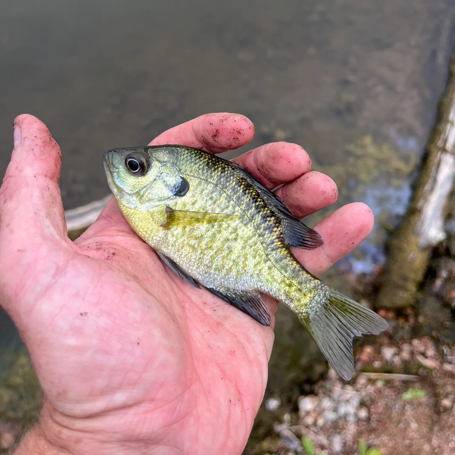 Bluegill caught on Fishbrain