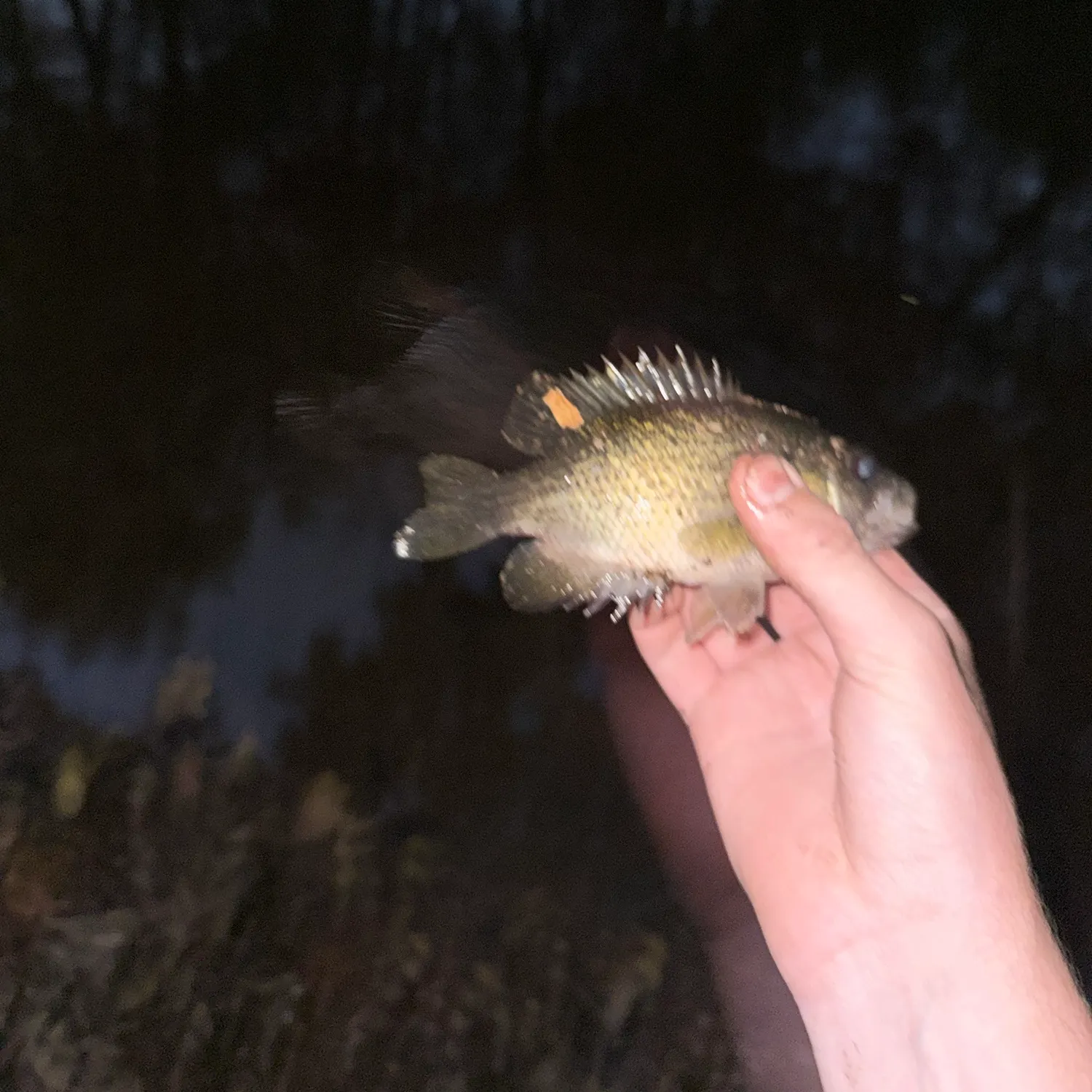 Rock bass caught on Fishbrain