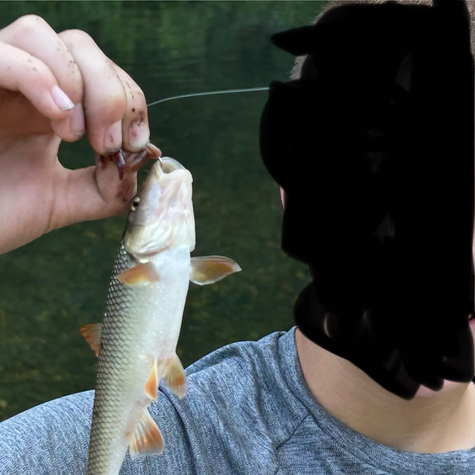 The most recent Shorthead redhorse catches on Fishbrain