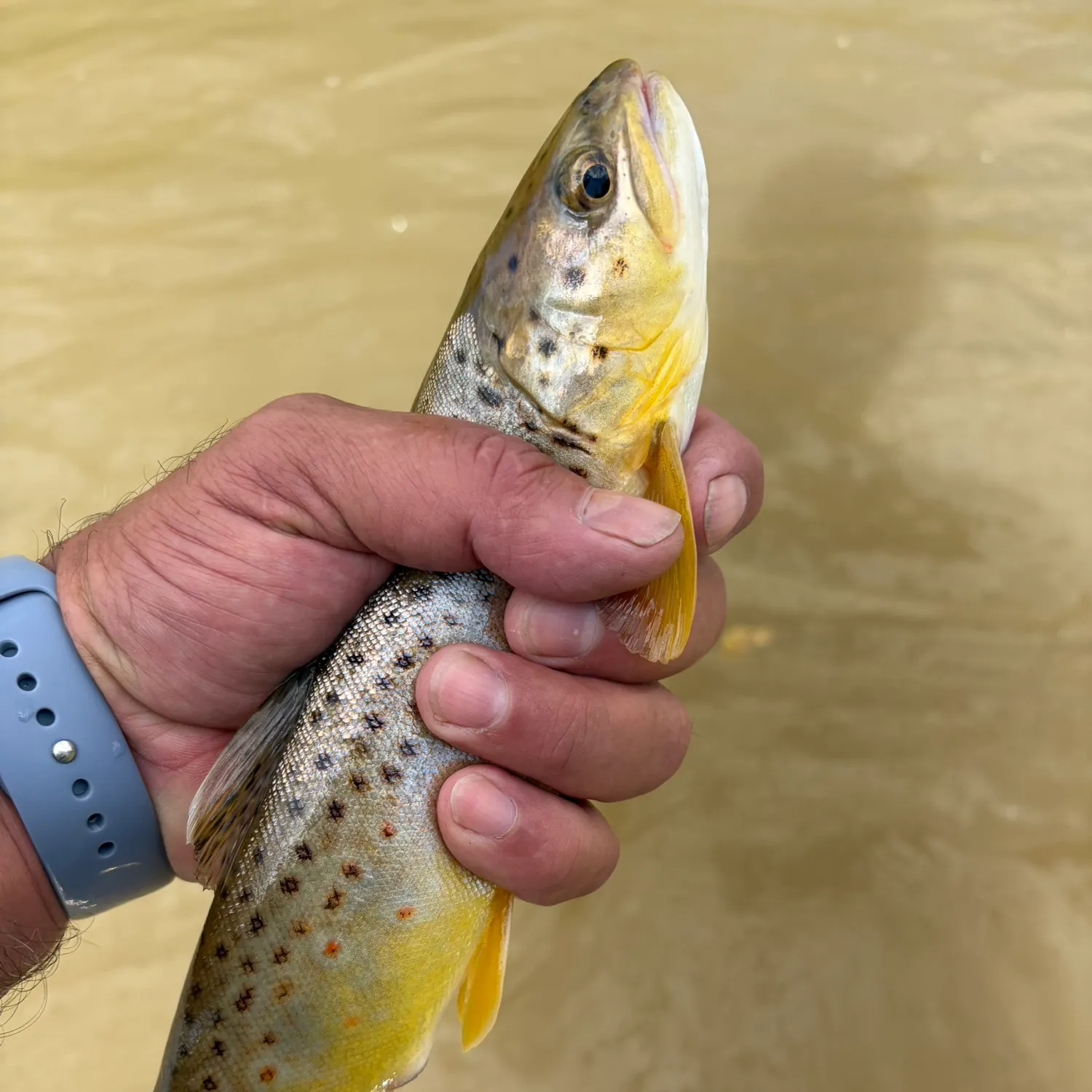 Brown trout caught on Fishbrain