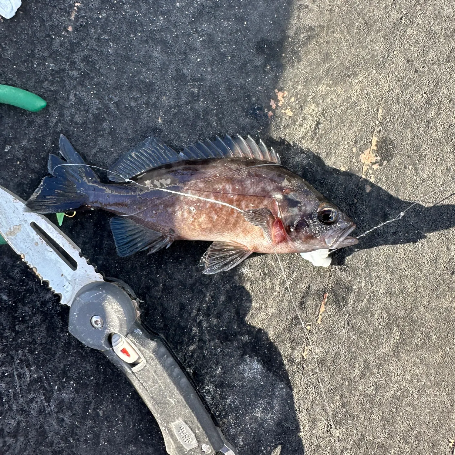 Black rockfish caught on Fishbrain