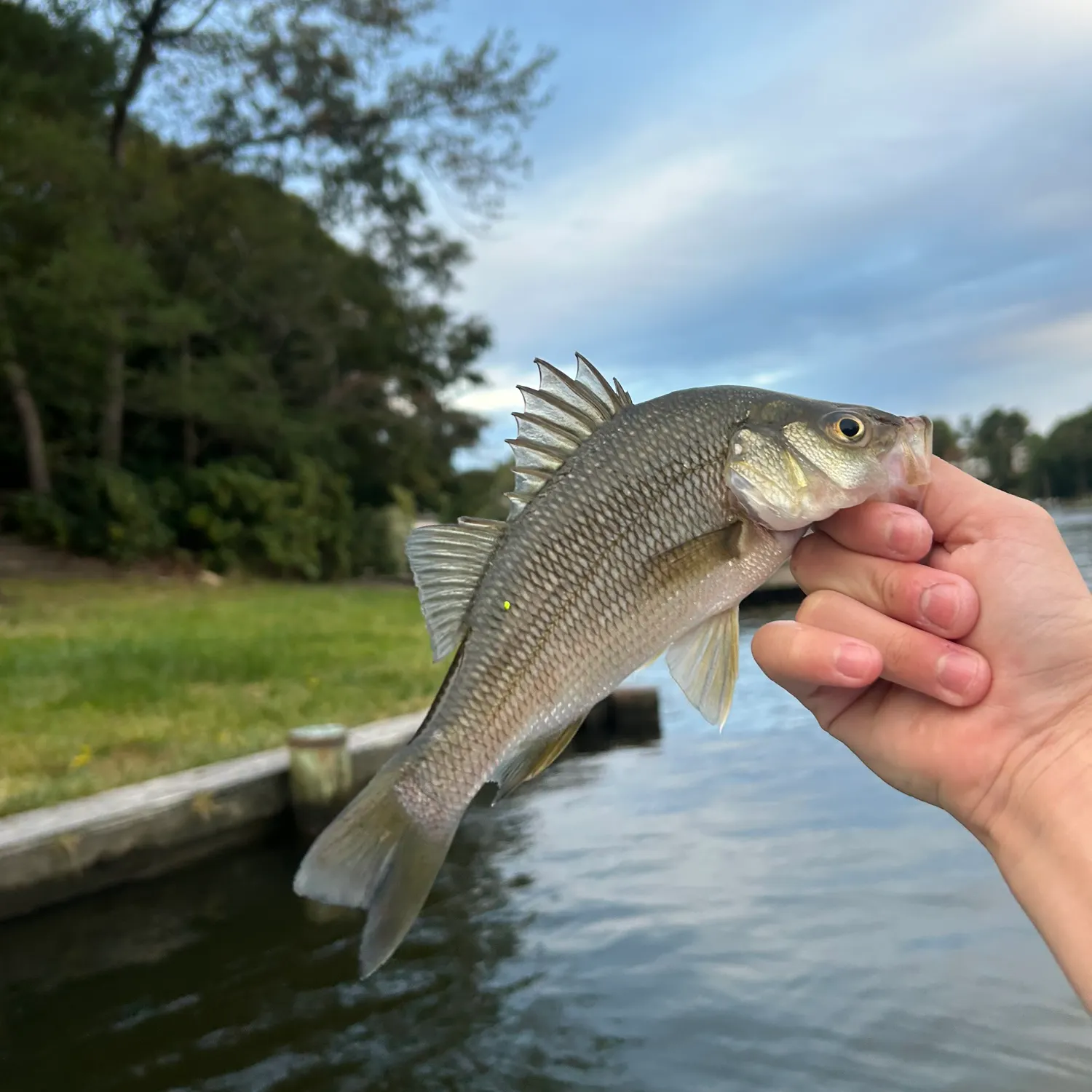 White perch caught on Fishbrain