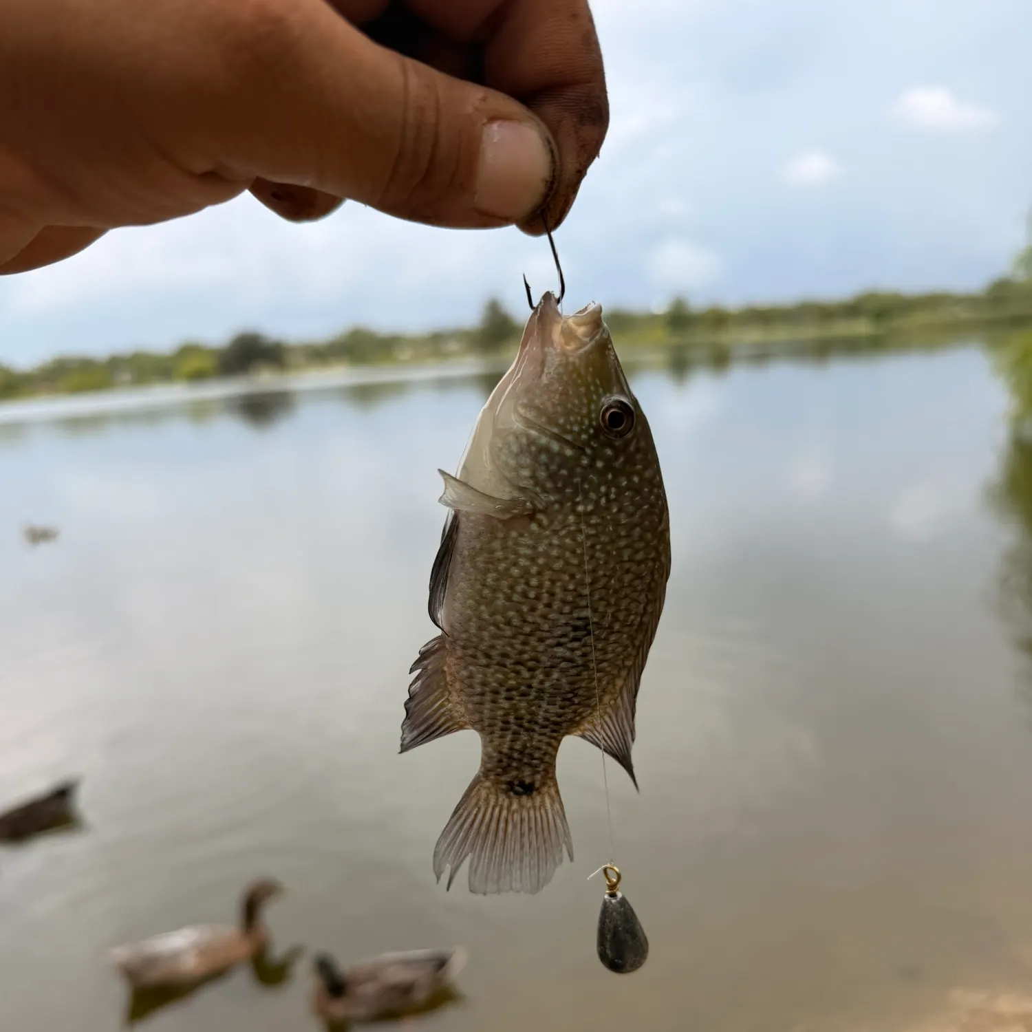 catch