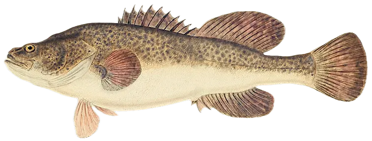 Trout cod