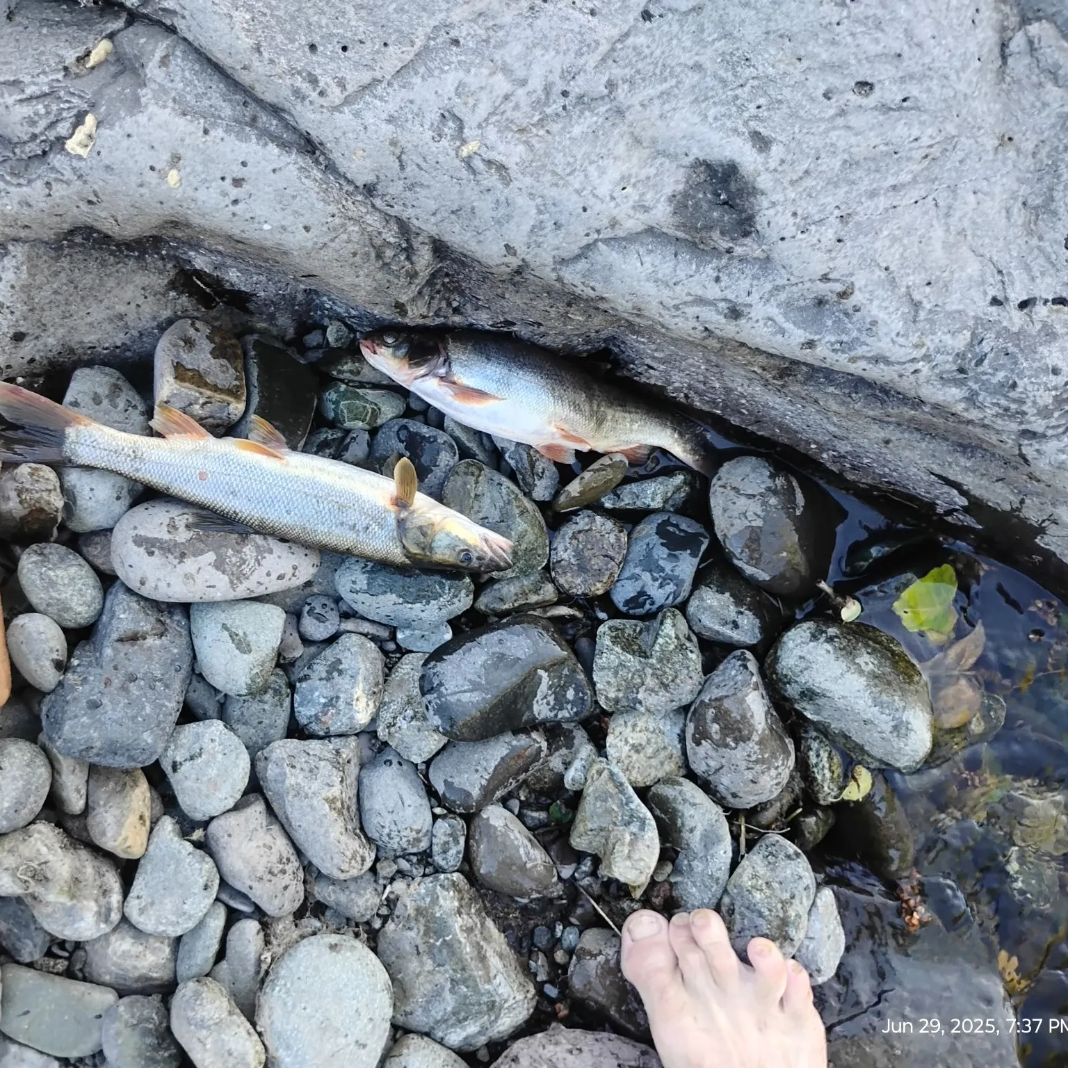 recently logged catches