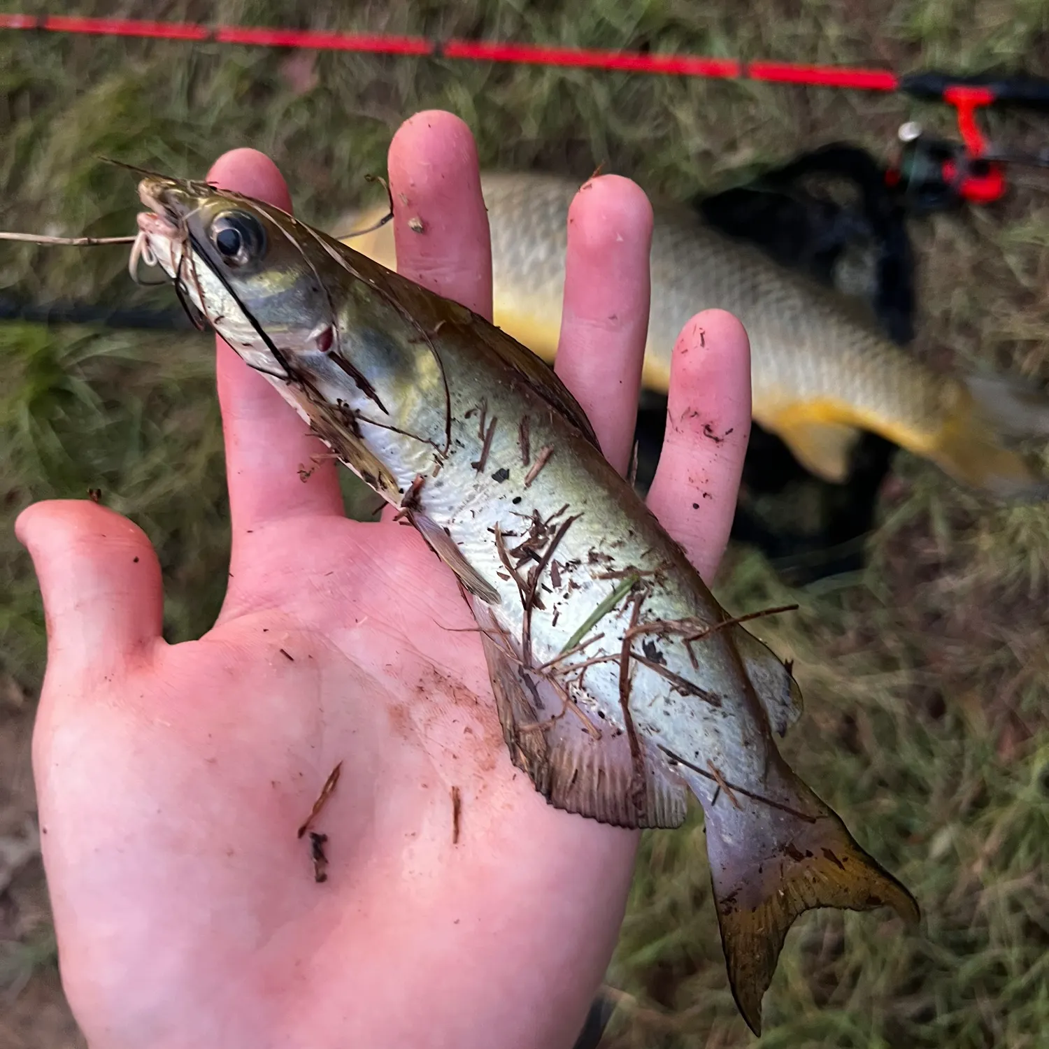 Channel catfish caught on Fishbrain