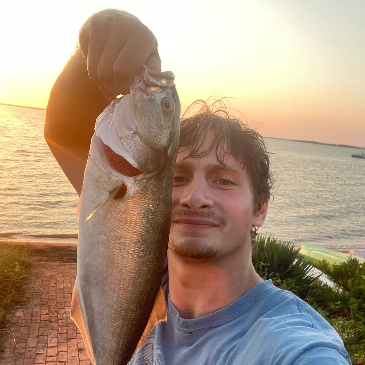 Bluefish caught on Fishbrain