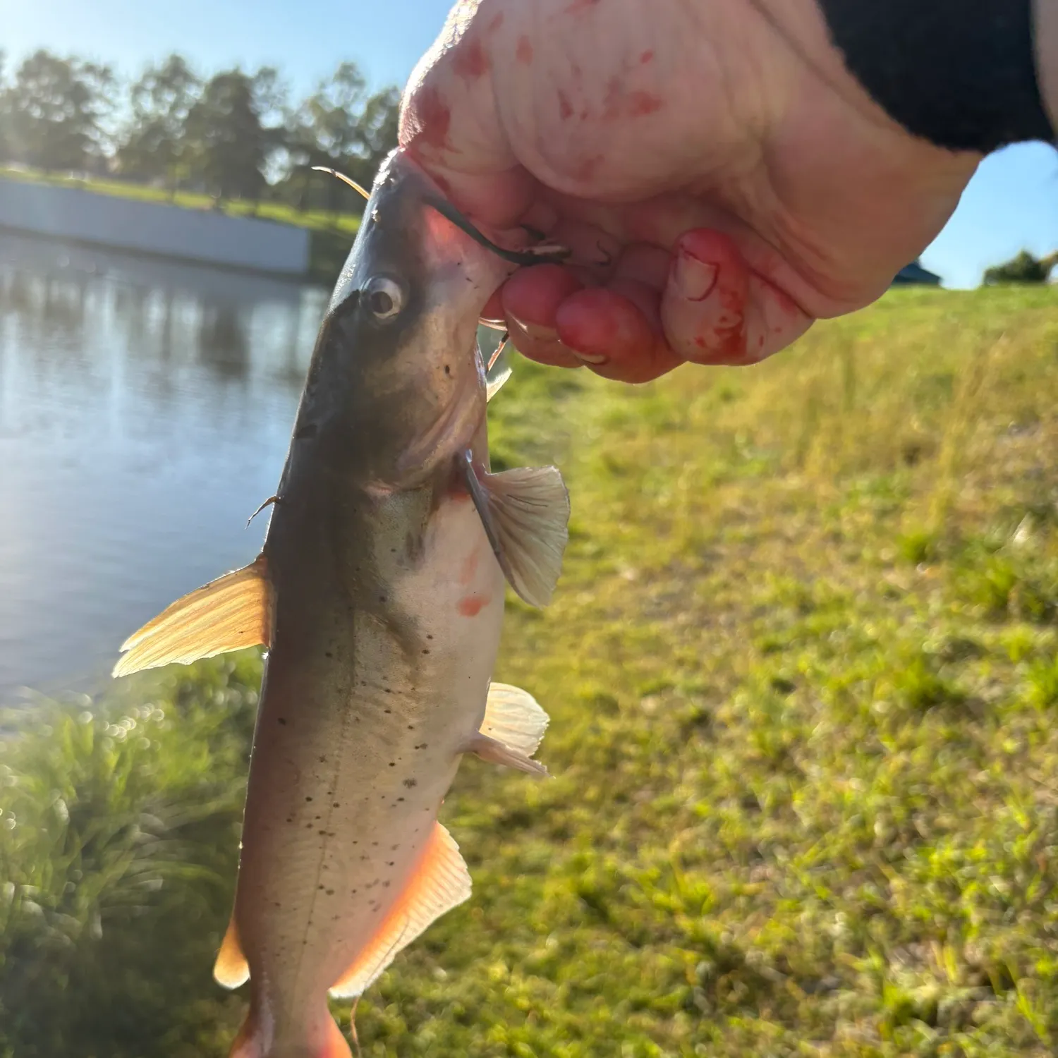 Channel catfish caught on Fishbrain