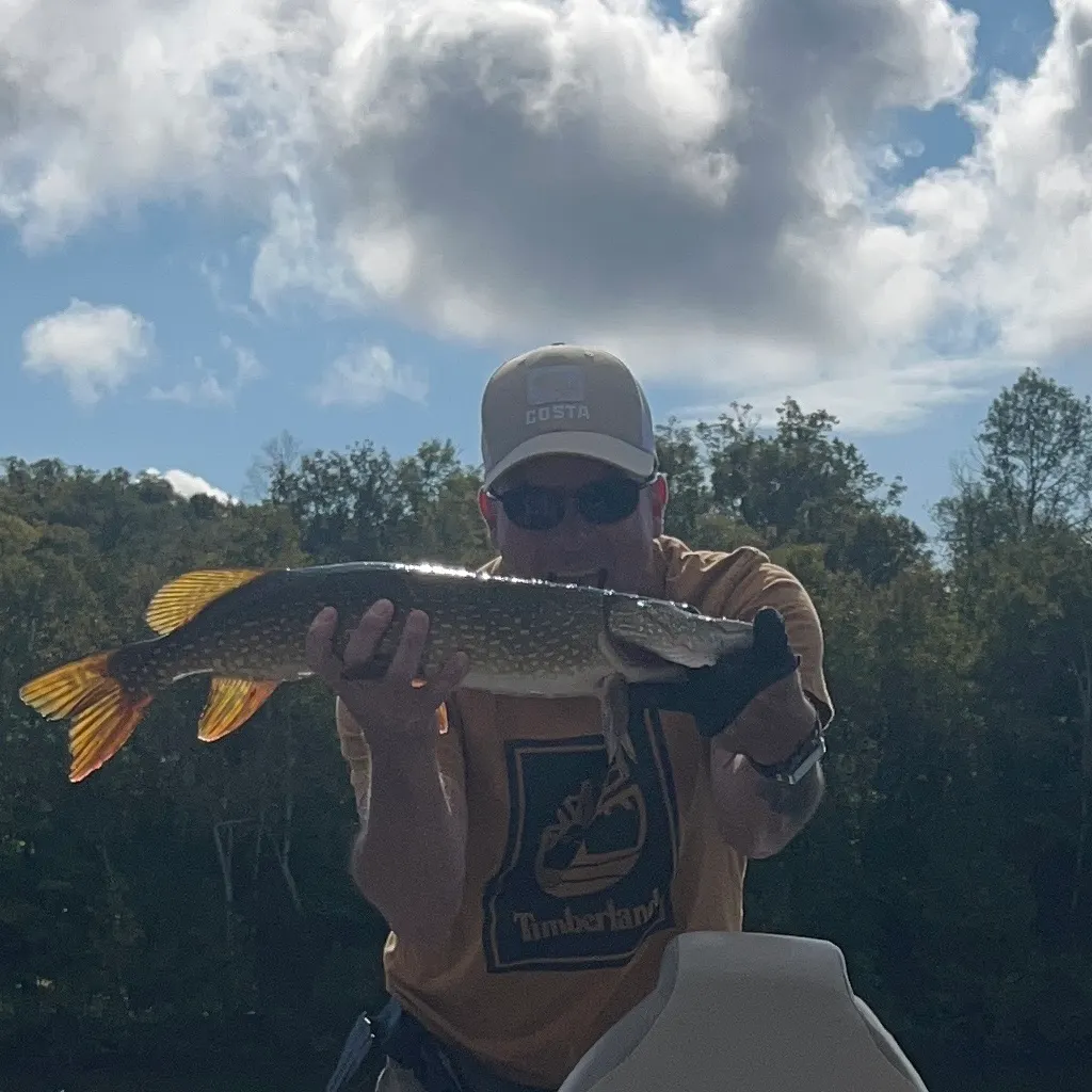 Northern pike caught on Fishbrain