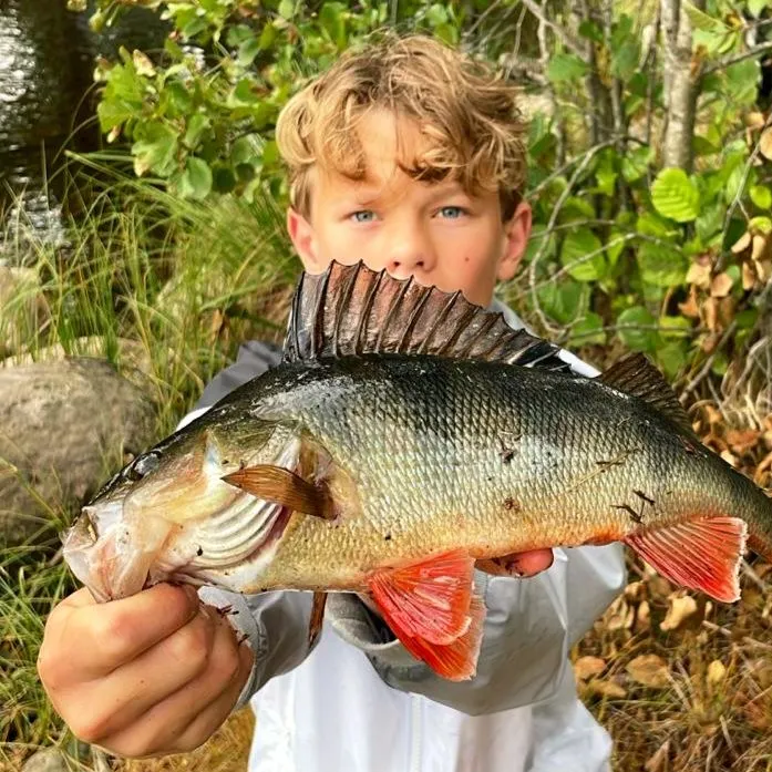 European perch caught on Fishbrain