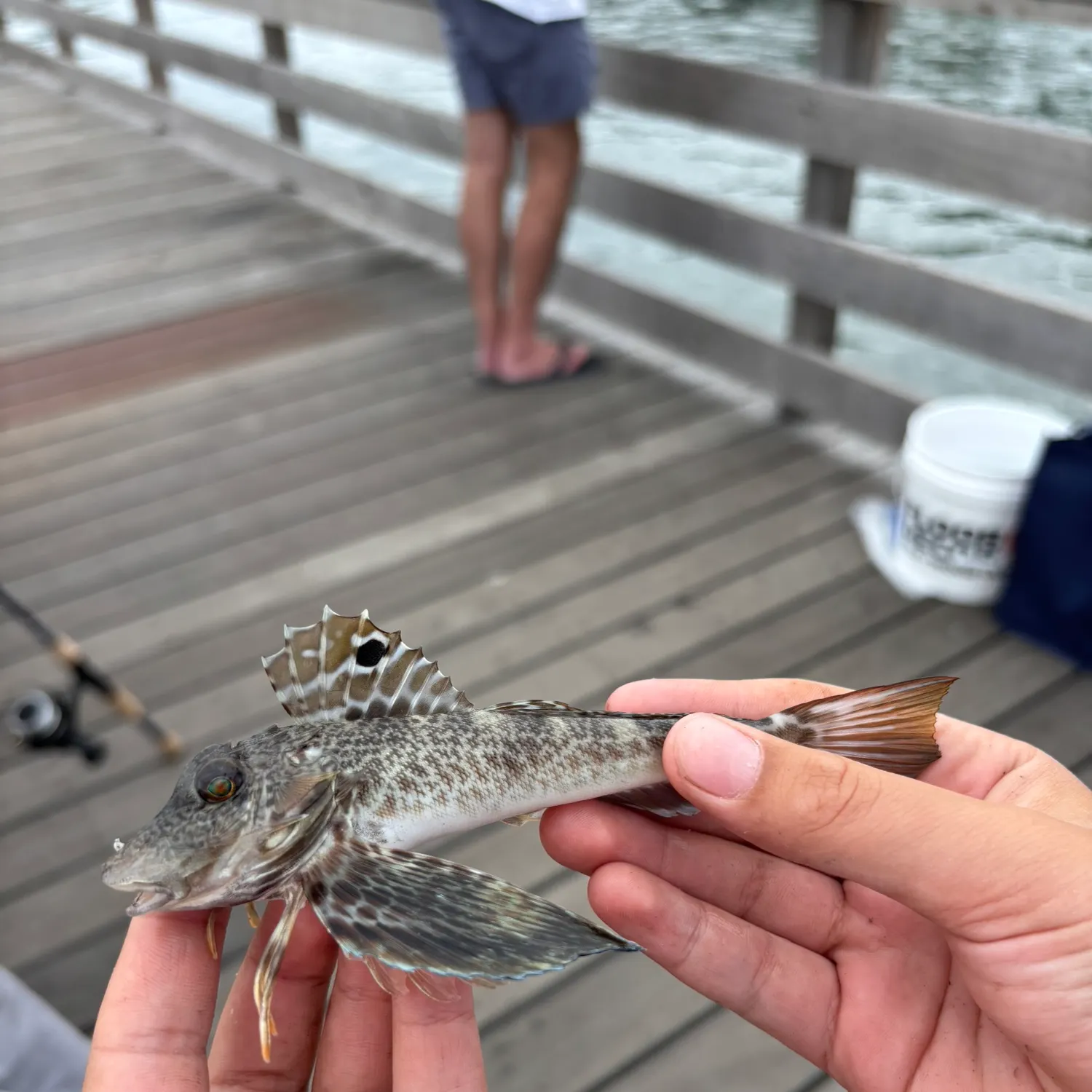 Northern searobin caught on Fishbrain