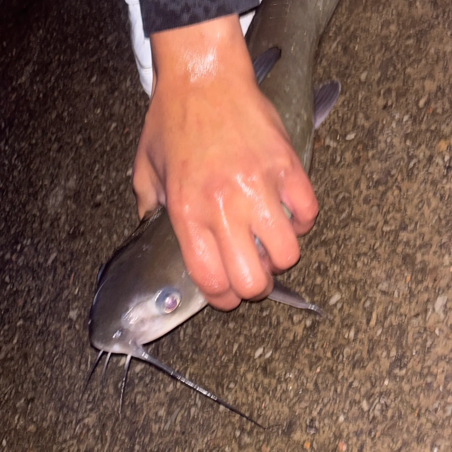 Channel catfish caught on Fishbrain
