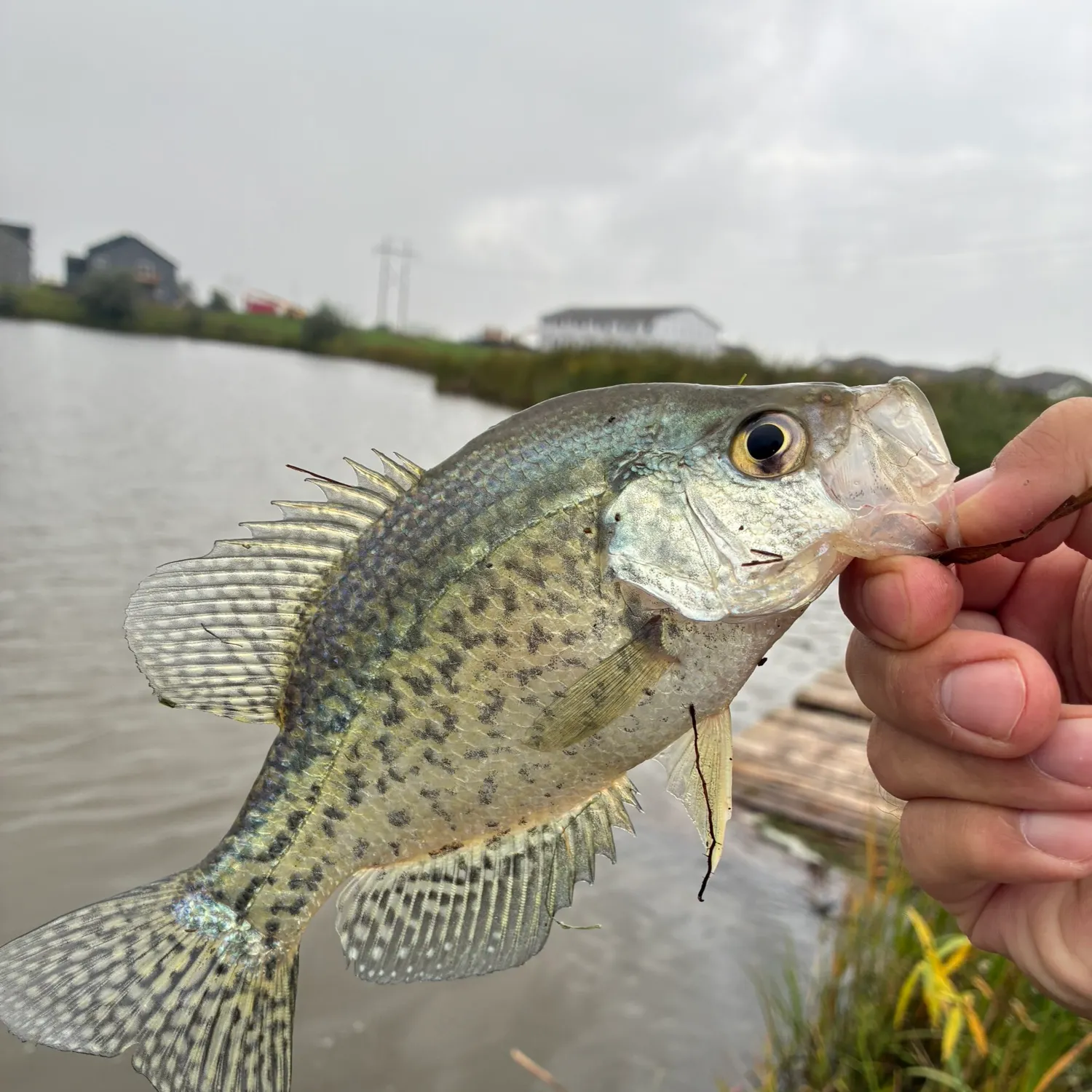 Black crappie caught on Fishbrain