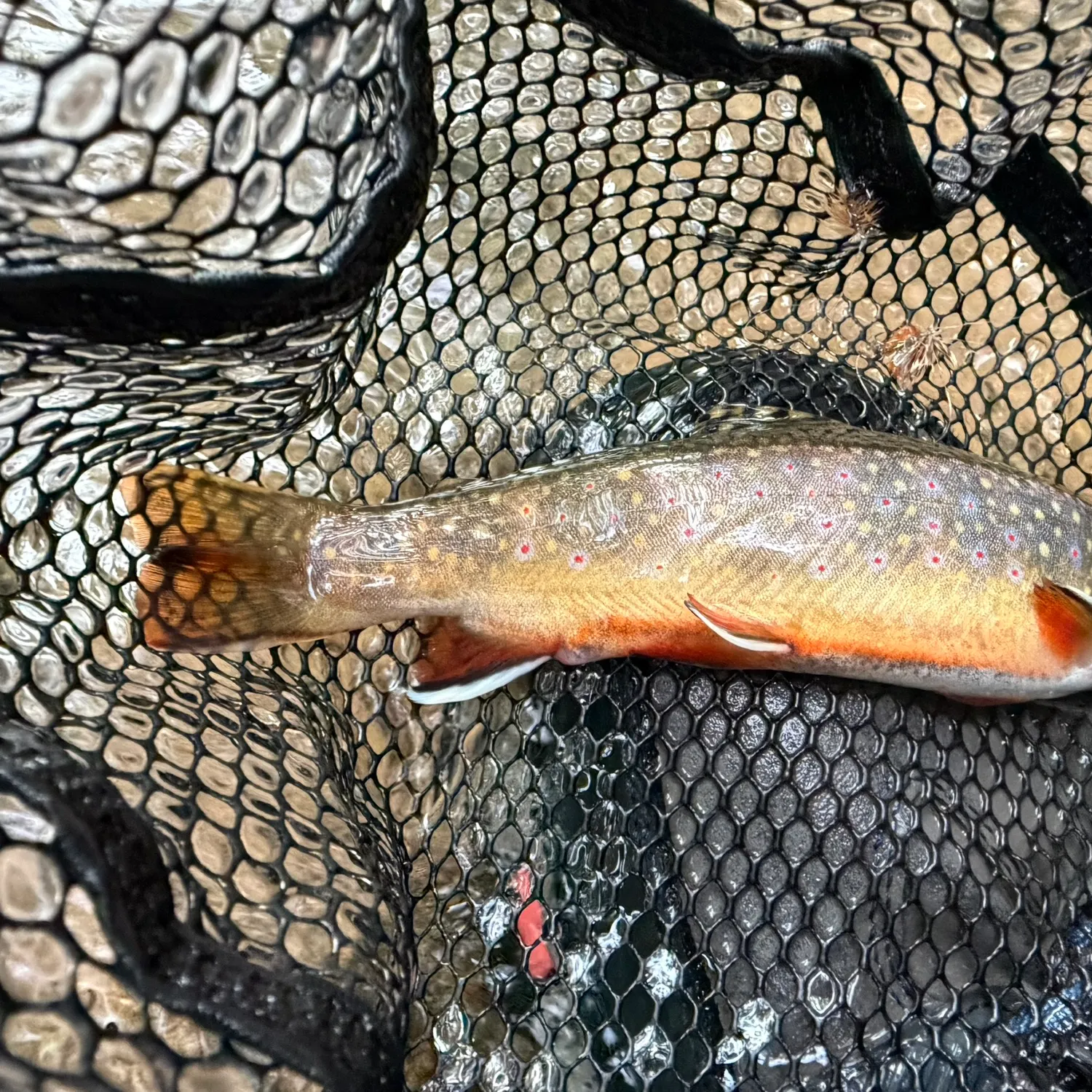 Brook trout caught on Fishbrain