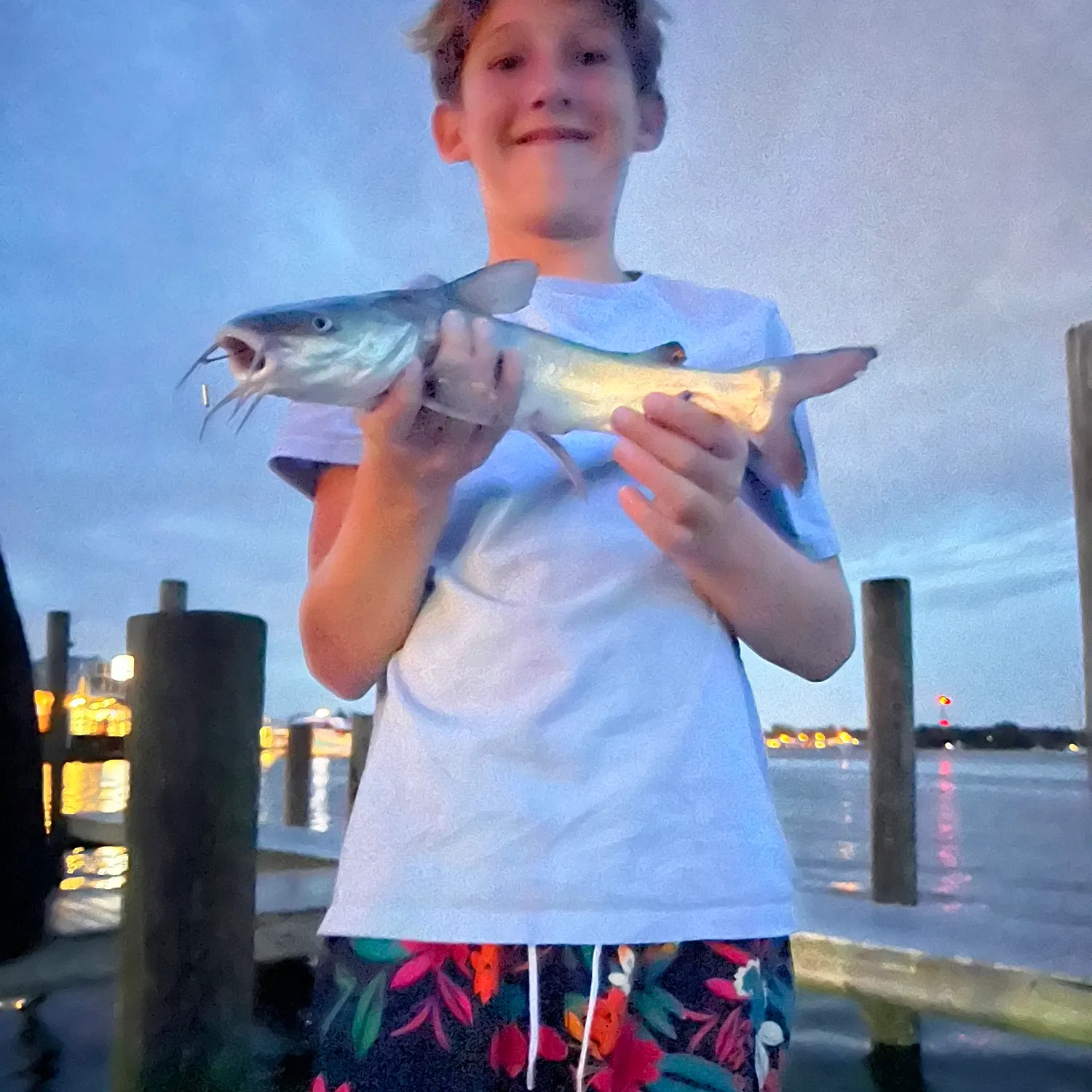 Hardhead sea catfish caught on Fishbrain